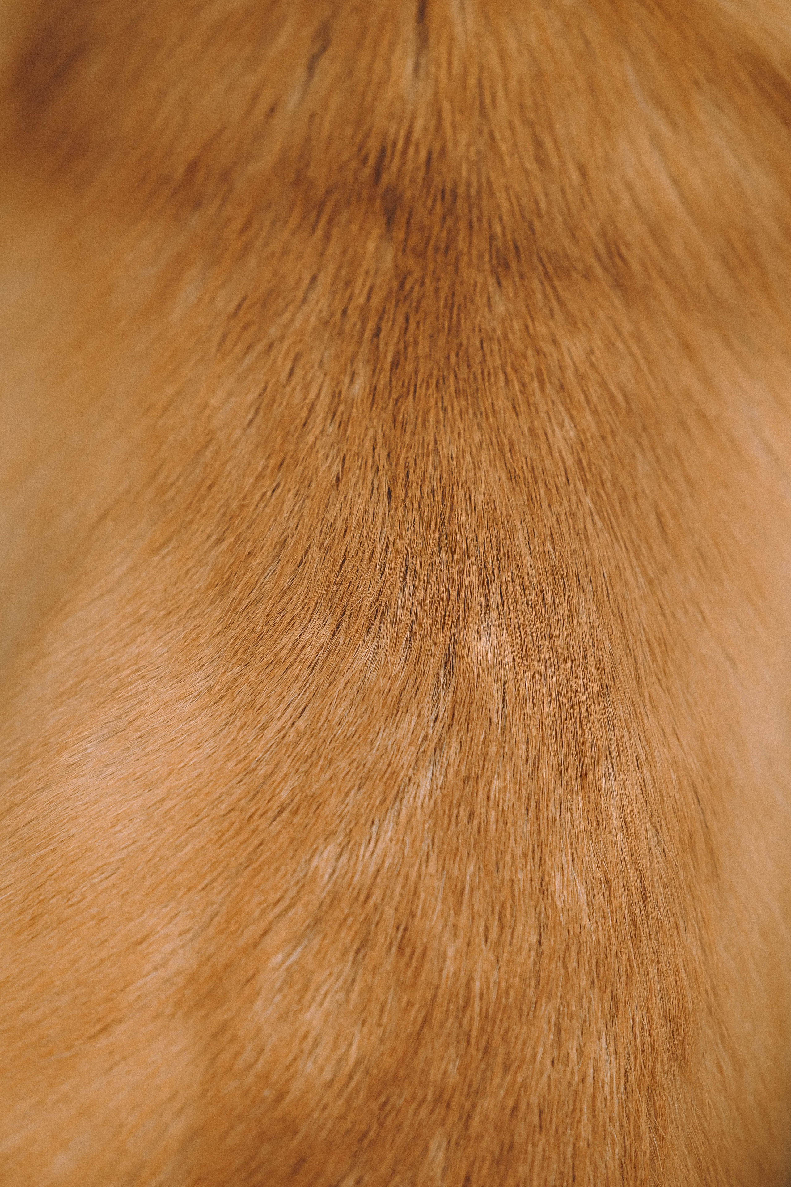 Арчи и его семья