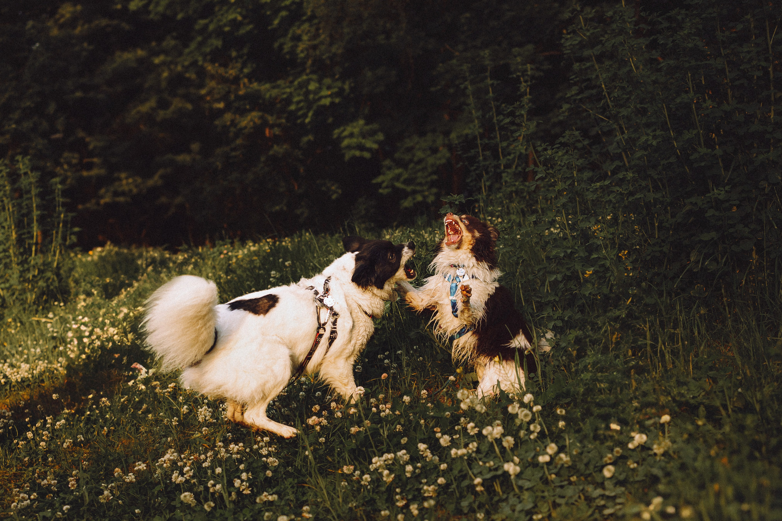 Фифа, Кнопка, Бублик и их семья