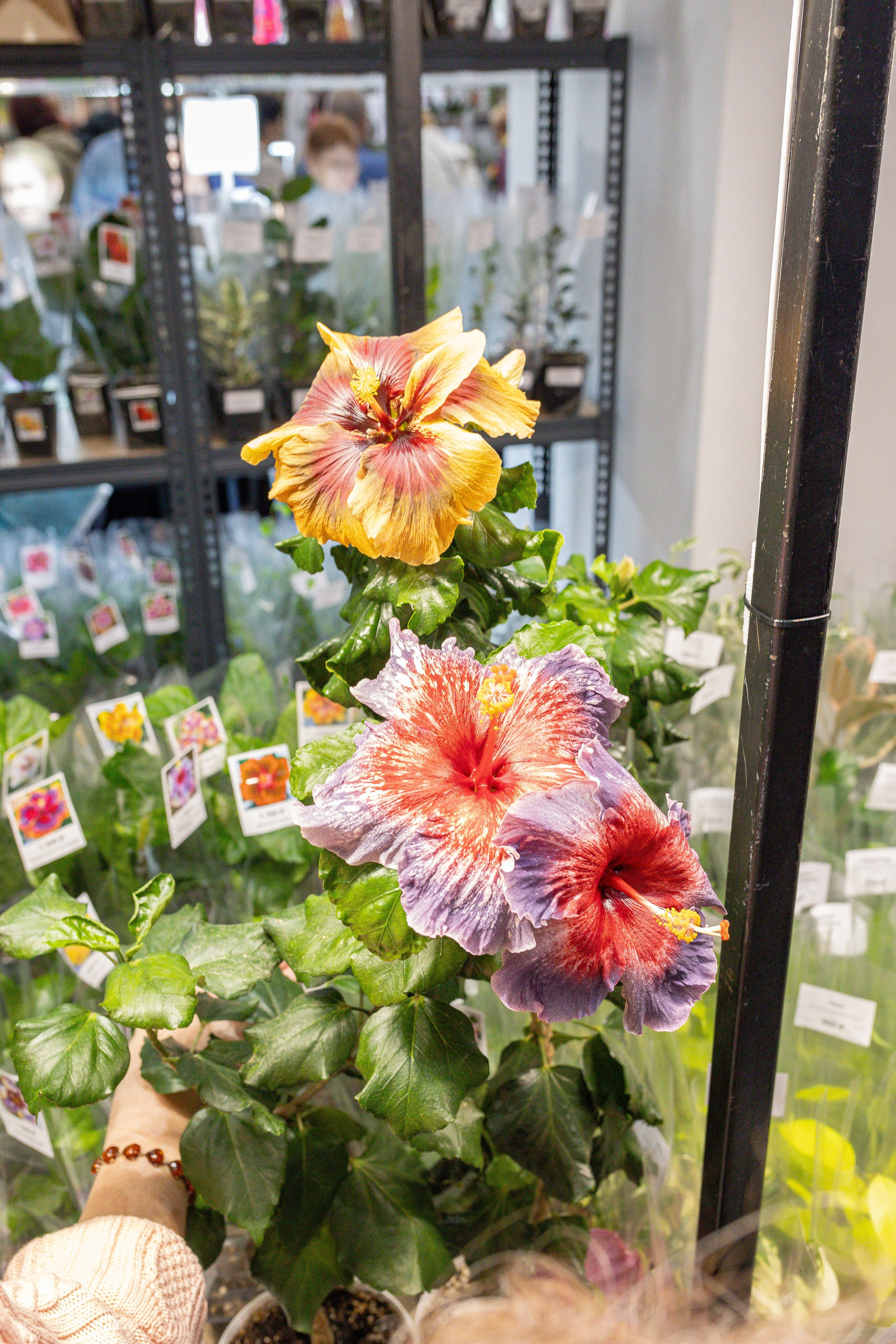 Орхидиум май 2025. Александра Куликова фотограф, Москва