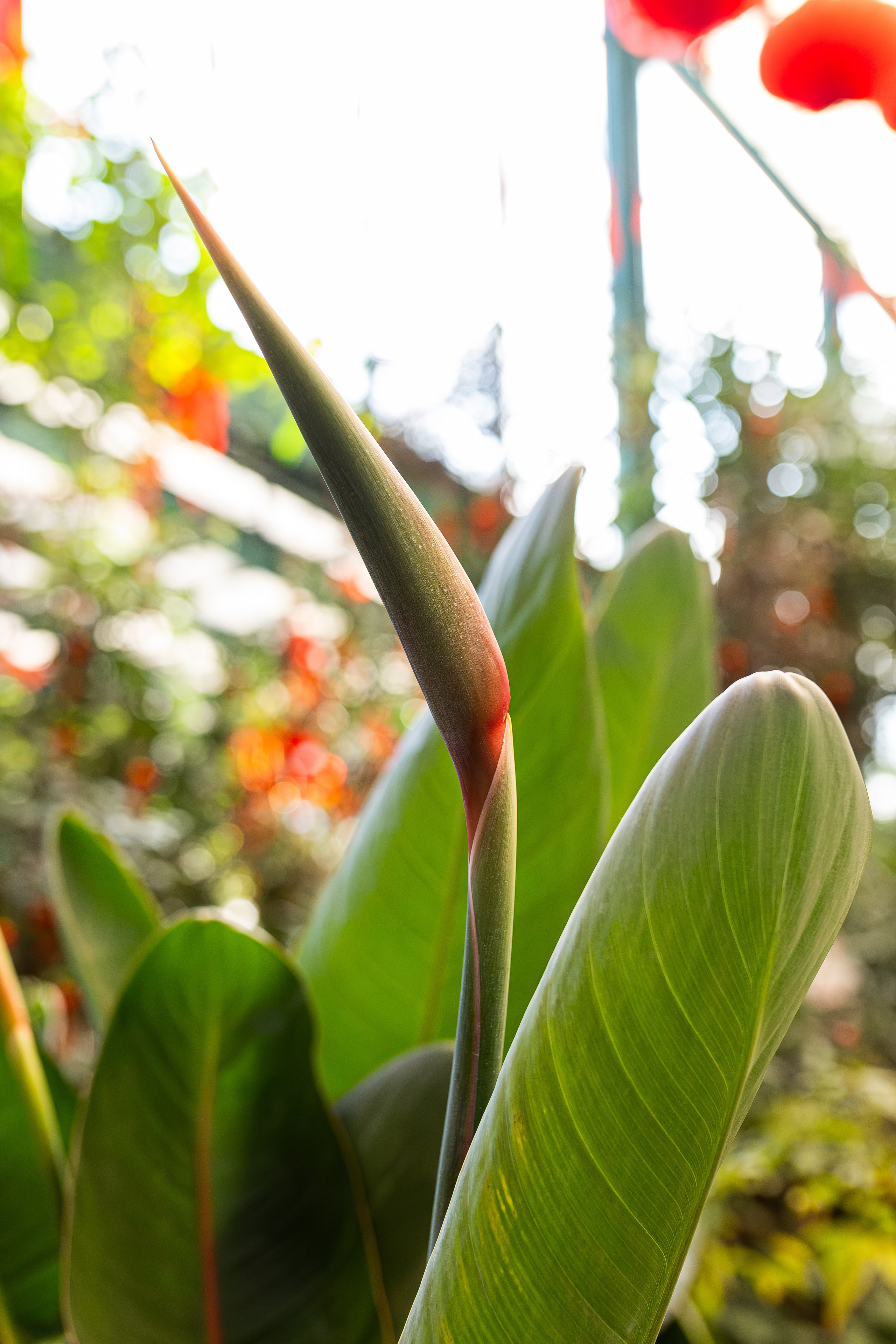 Аптекарский огород МГУ. Китай. Александра Куликова фотограф, Москва