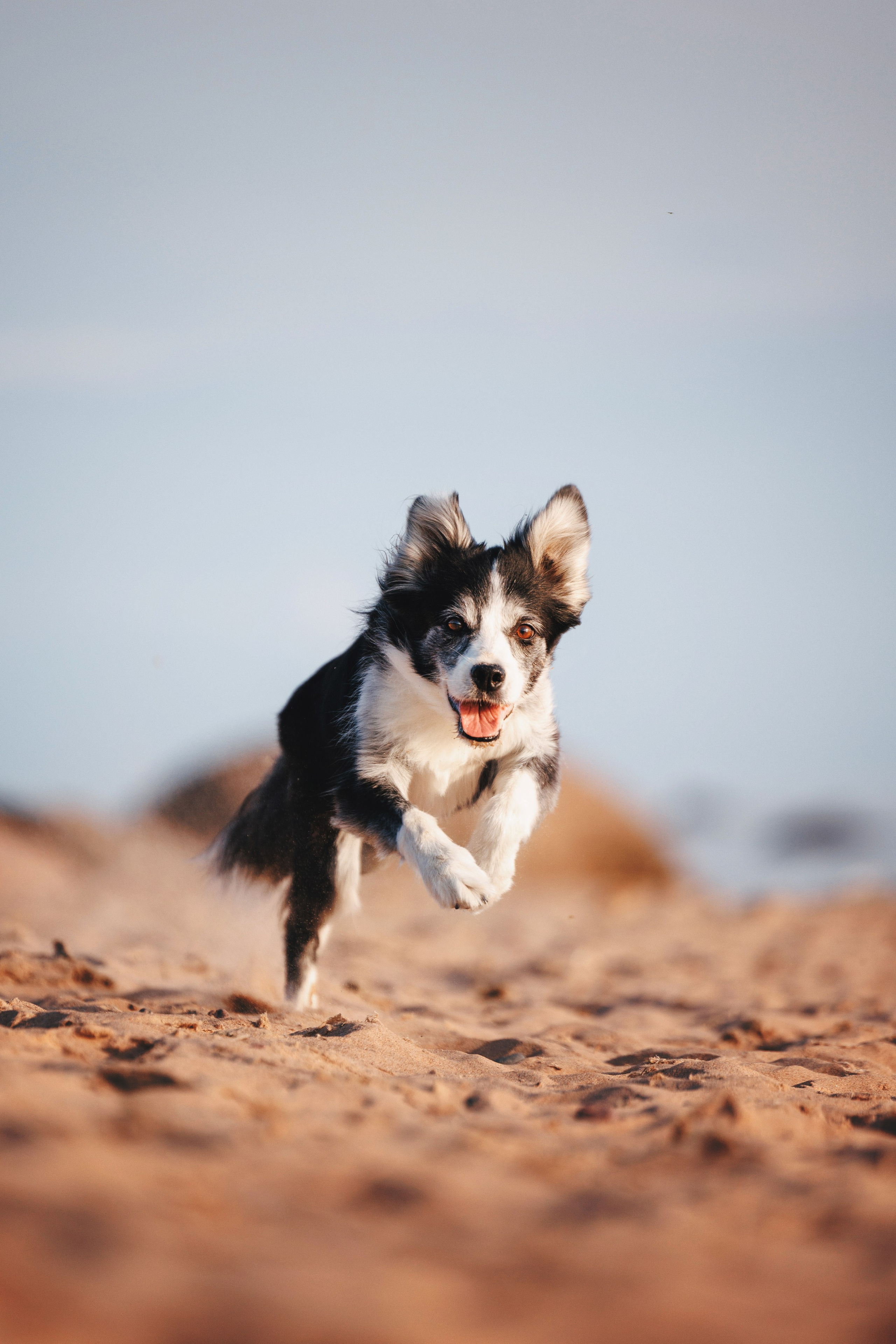 Рита, Маша и много собак. Фотограф анималист Осипчикова Мария