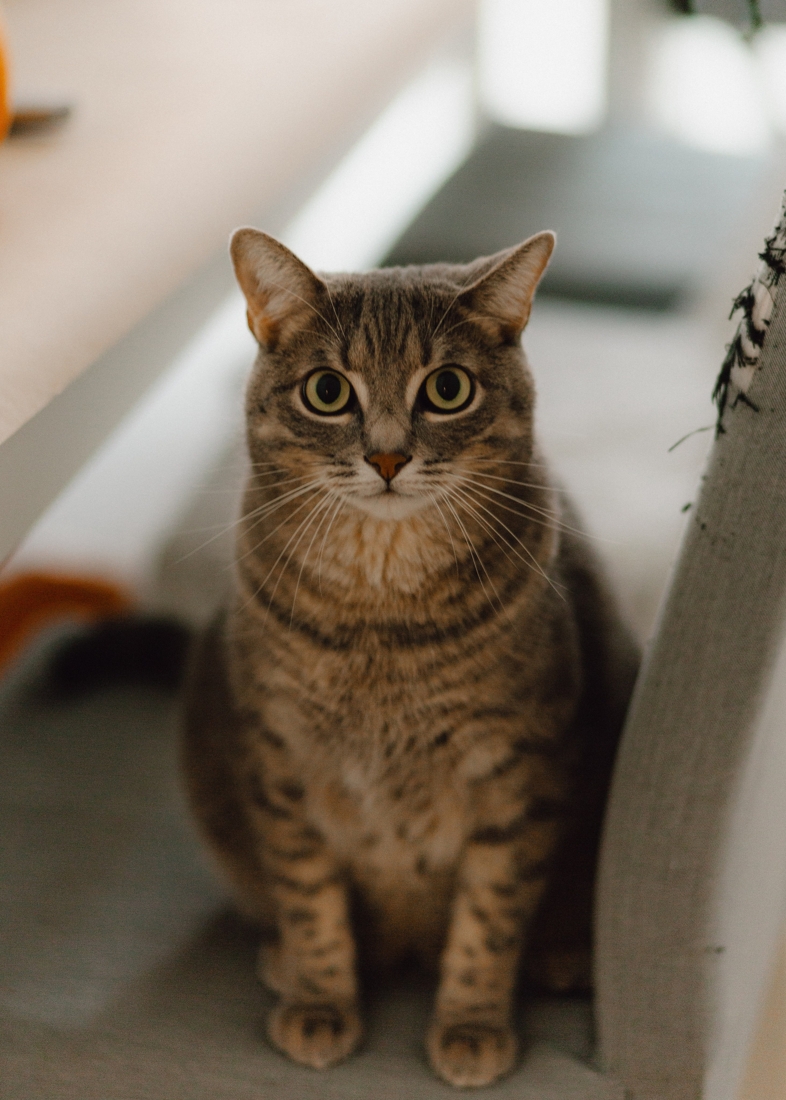 Pumpkin Workshop. Barbara Isaeva