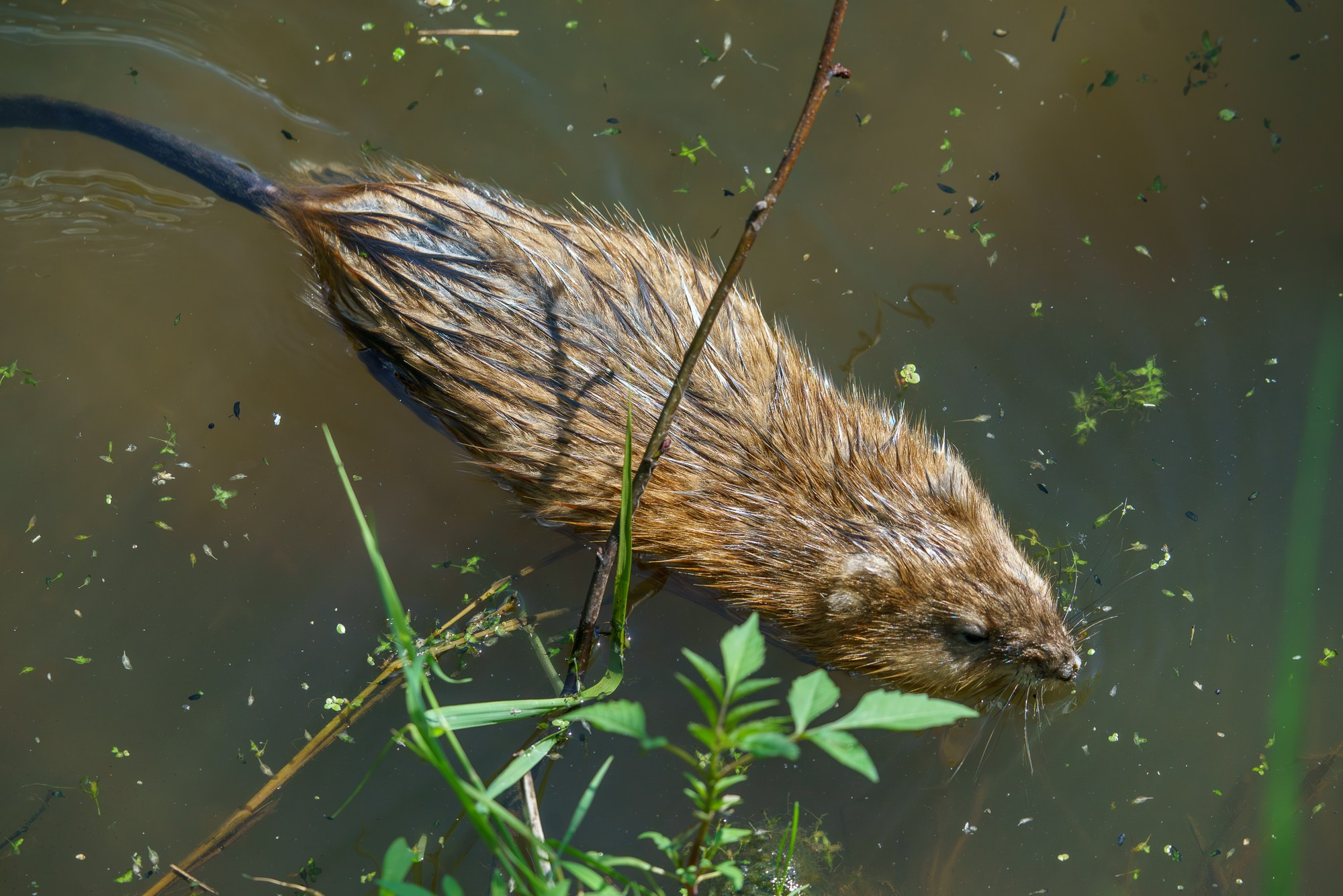 Животные. Ваш личный фотограф Марина Волкова
