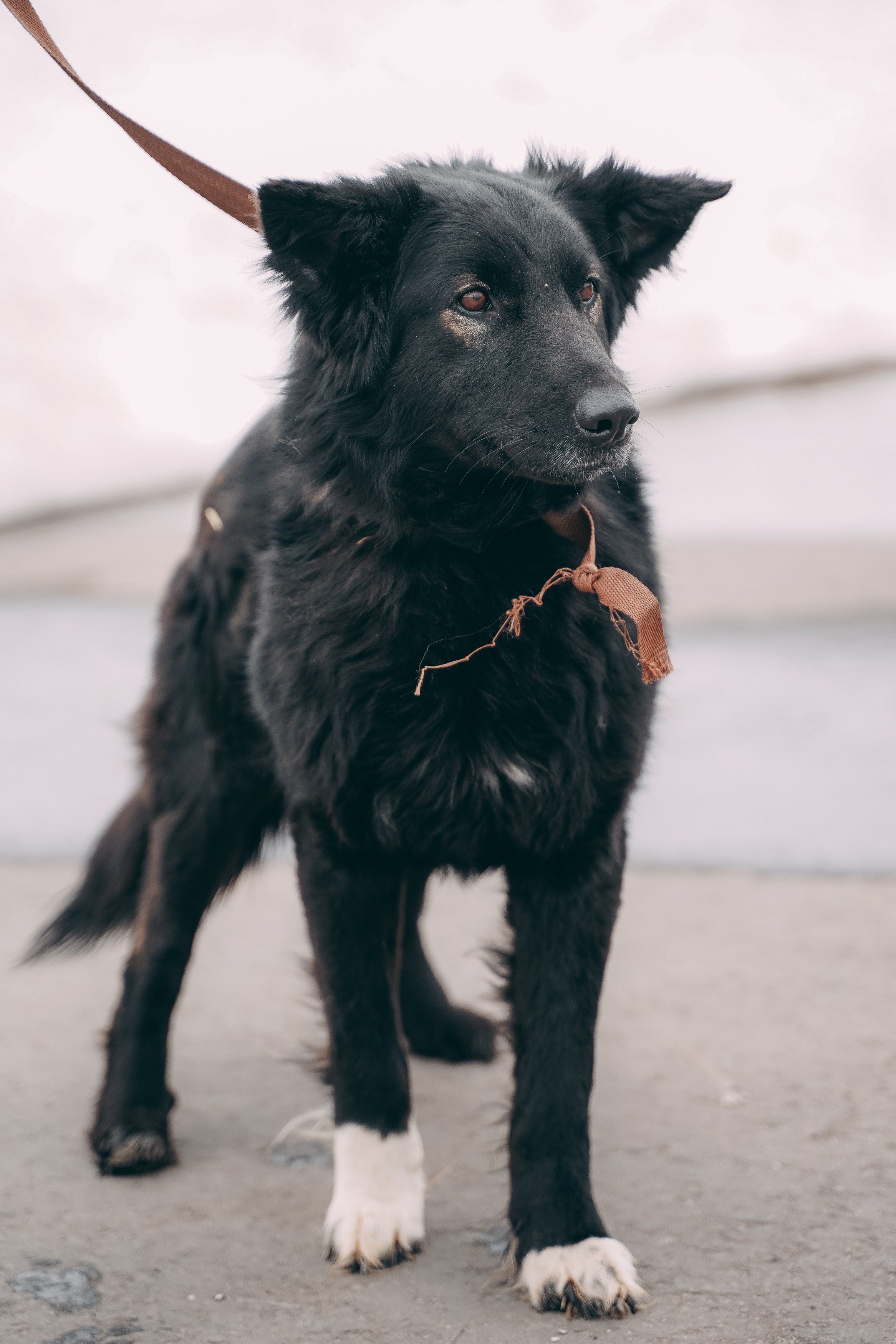 Съемка для благотворительного фонда «Дог 24». Фотограф-анималист, портретный фотограф в Чебоксарах Мария Садыкова