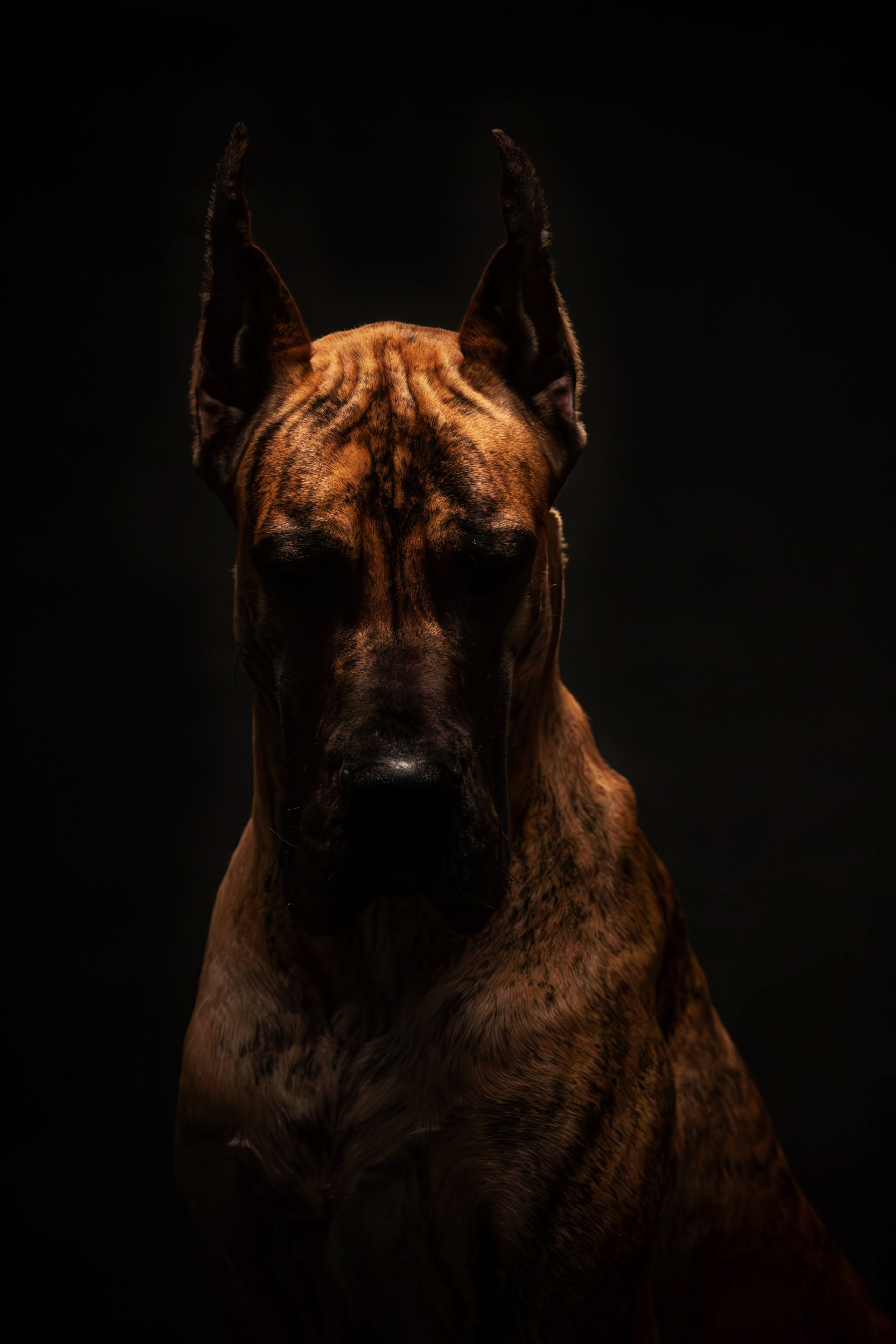 Фотосессия с животными. Фотограф анималист — Тула, Москва