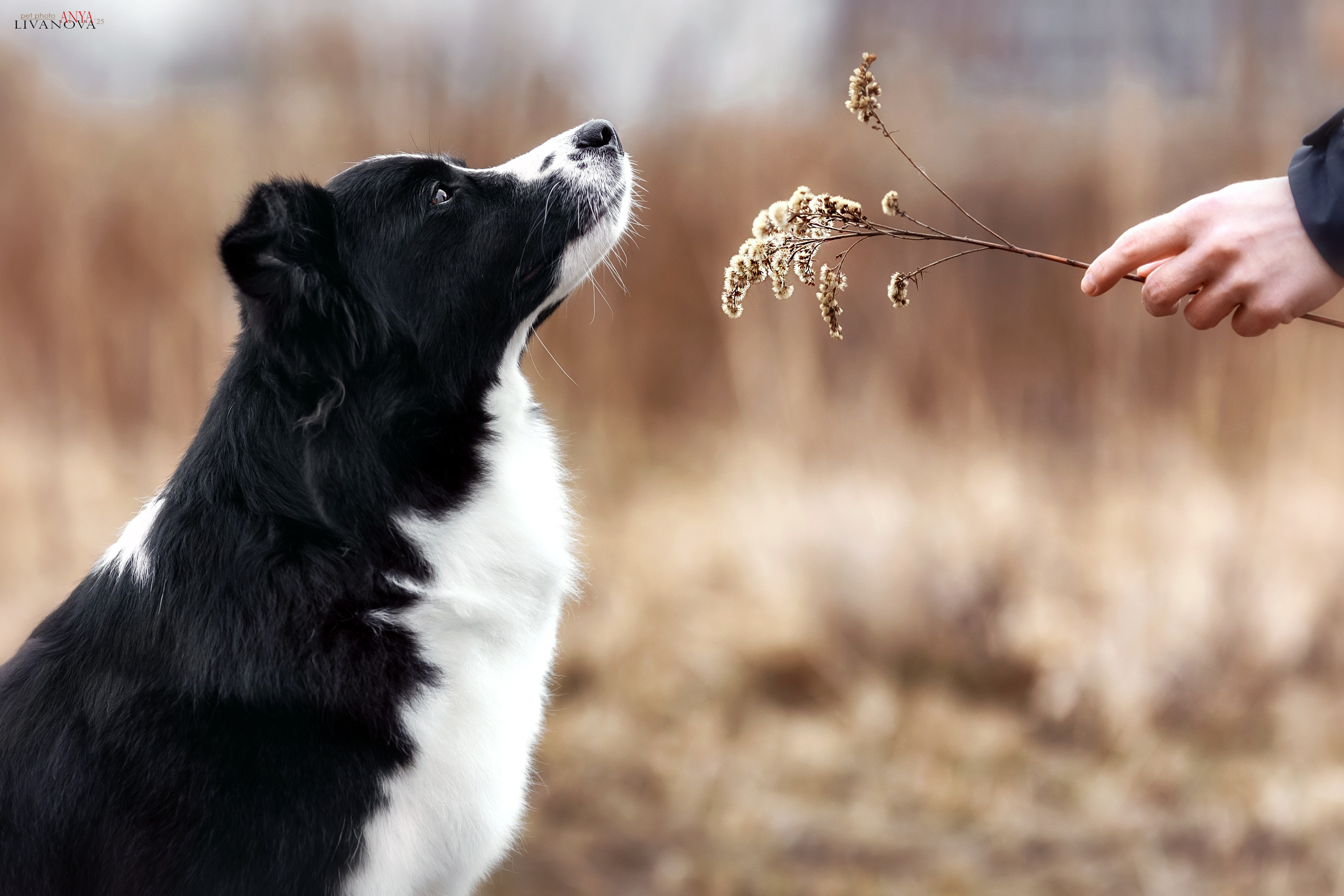 Майли. Фотограф анималист Аня Ливанова | Рыбинск