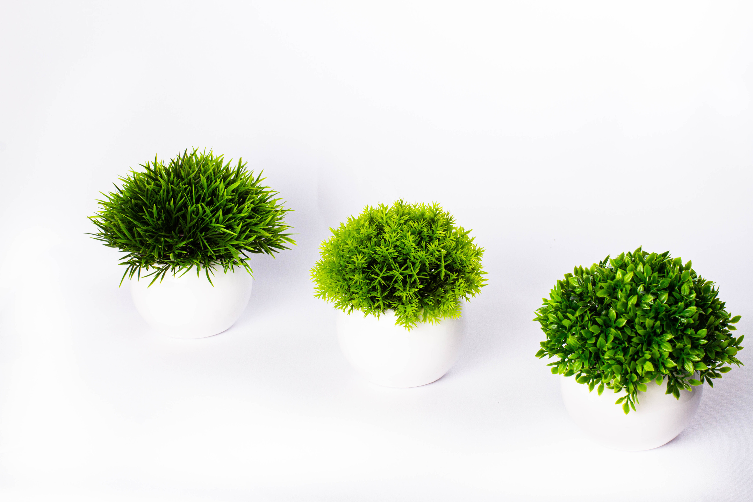 Растения и сад. Фотограф Челябинск Эвелина Ганага, съемка для бизнеса и маркетплейсов