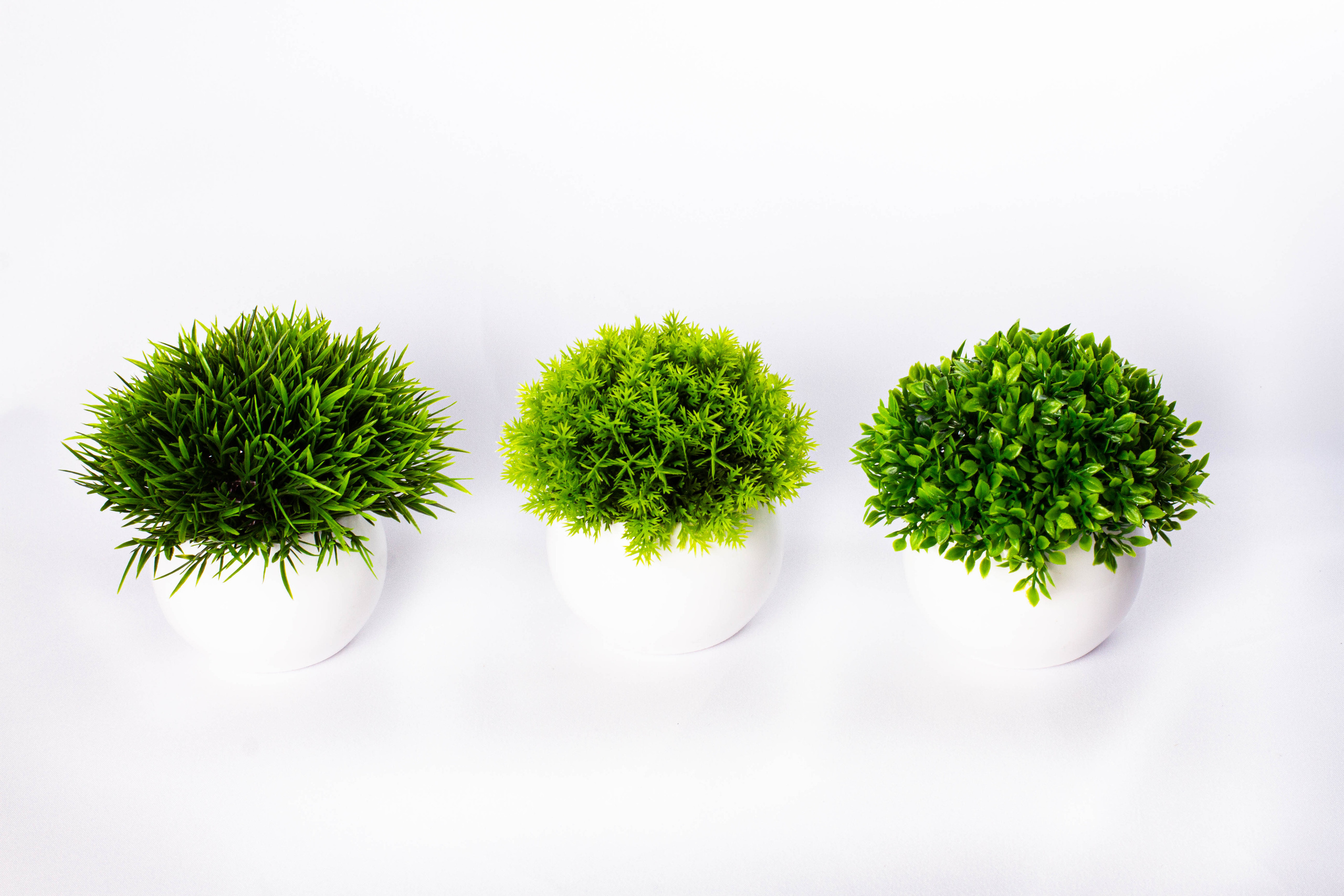 Растения и сад. Фотограф Челябинск Эвелина Ганага, съемка для бизнеса и маркетплейсов