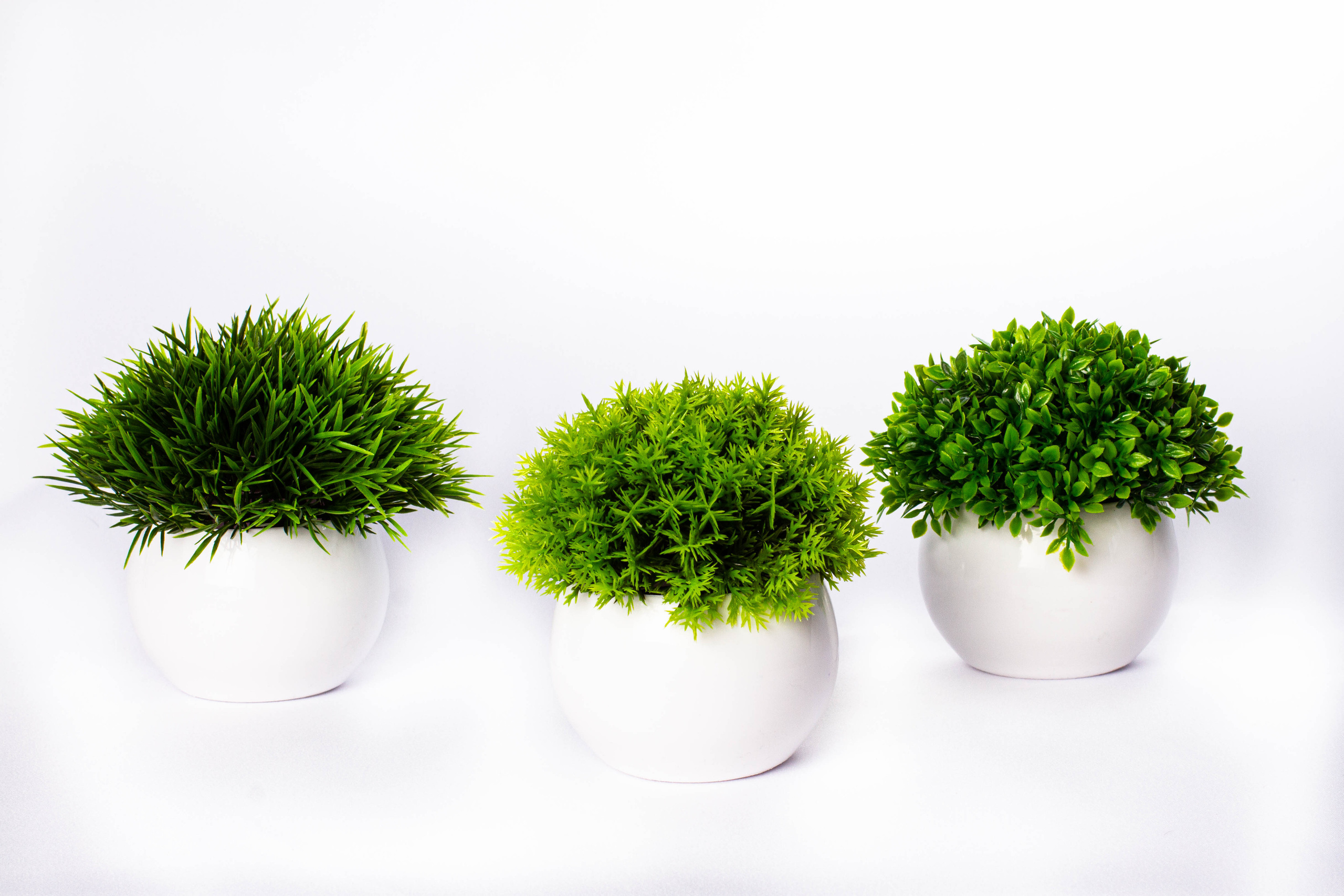 Растения и сад. Фотограф Челябинск Эвелина Ганага, съемка для бизнеса и маркетплейсов