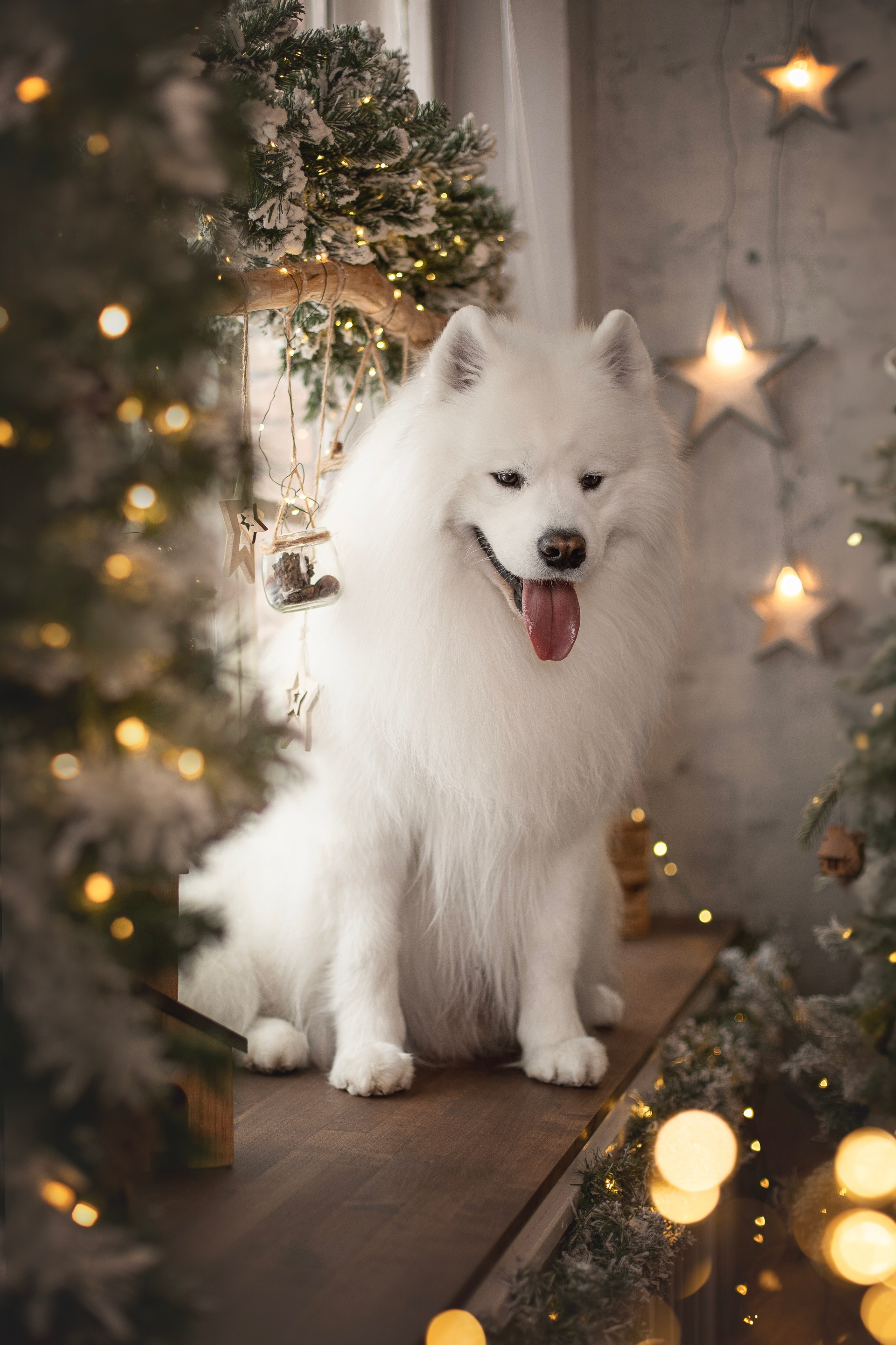 Пушистые самоедские драконы в студии. Фотограф анималист в Москве Майорова Евгения