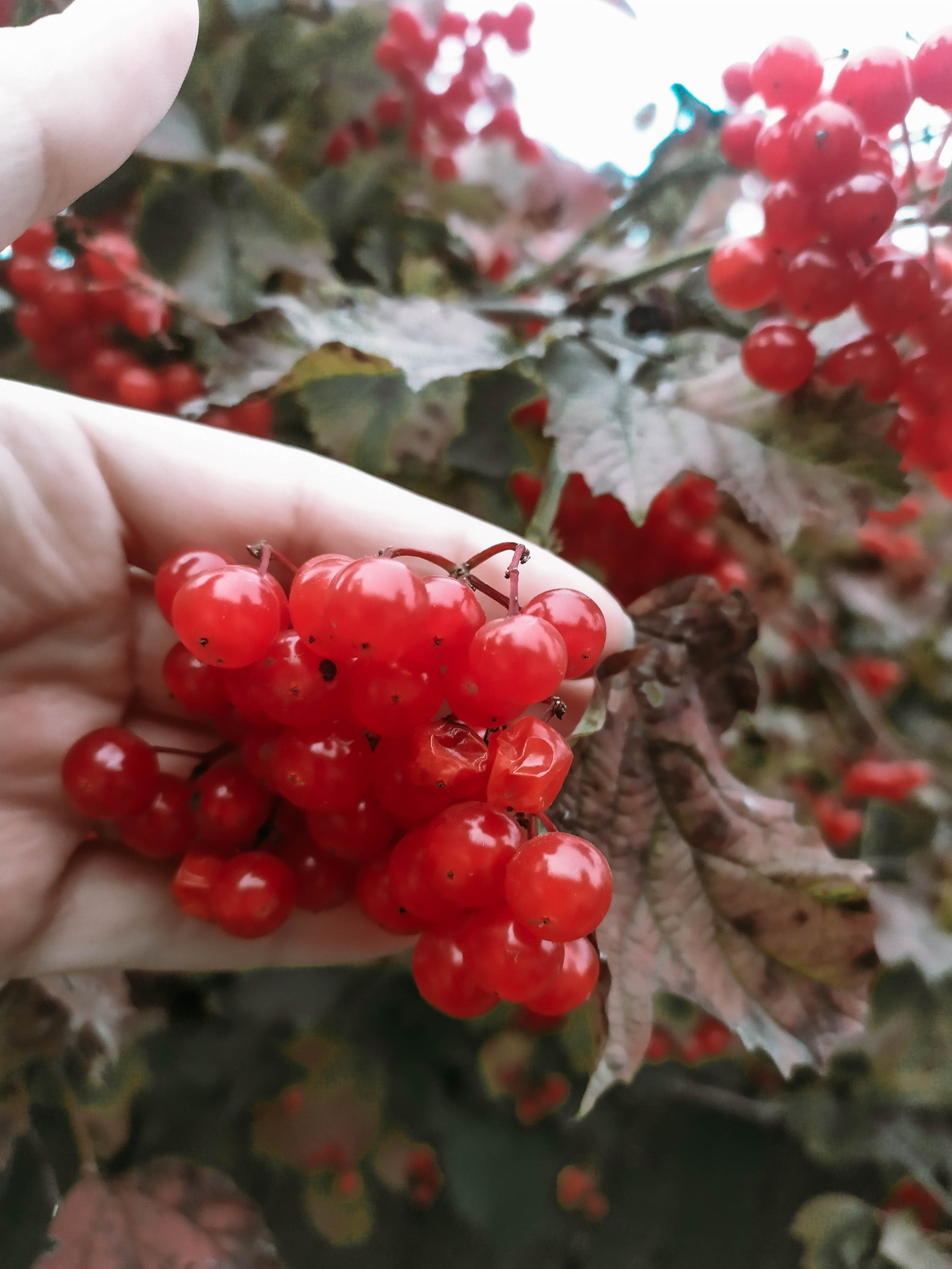 Фотограф Татьяна Марсуверских г. Жуковский, Москва. Репортажные съёмки, фотосессии, фотограф анималист, артфотограф, фотограф пейзажист. Фотограф для маркетплейсов, фотоуслуги в Жуковском Татьяна Марсуверских