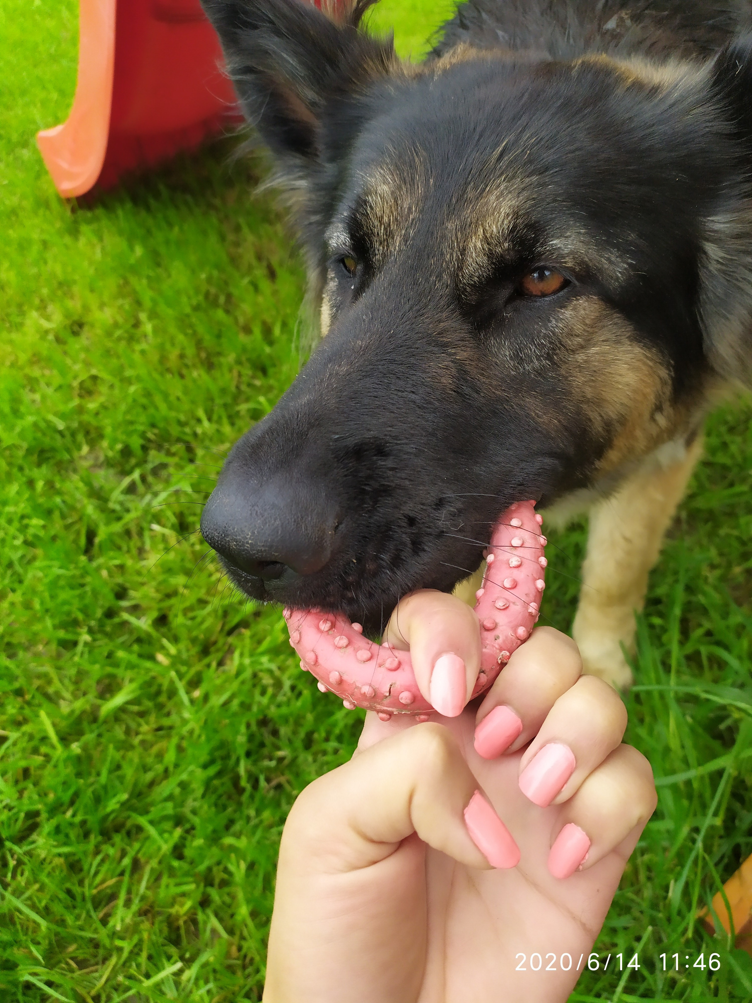 Фотограф Татьяна Марсуверских г. Жуковский, Москва и Мо. Репортажные съёмки, фотосессии,  фотограф анималист, фотосъёмка животных. Фотограф для маркетплейсов, фотоуслуги в Жуковском Татьяна Марсуверских