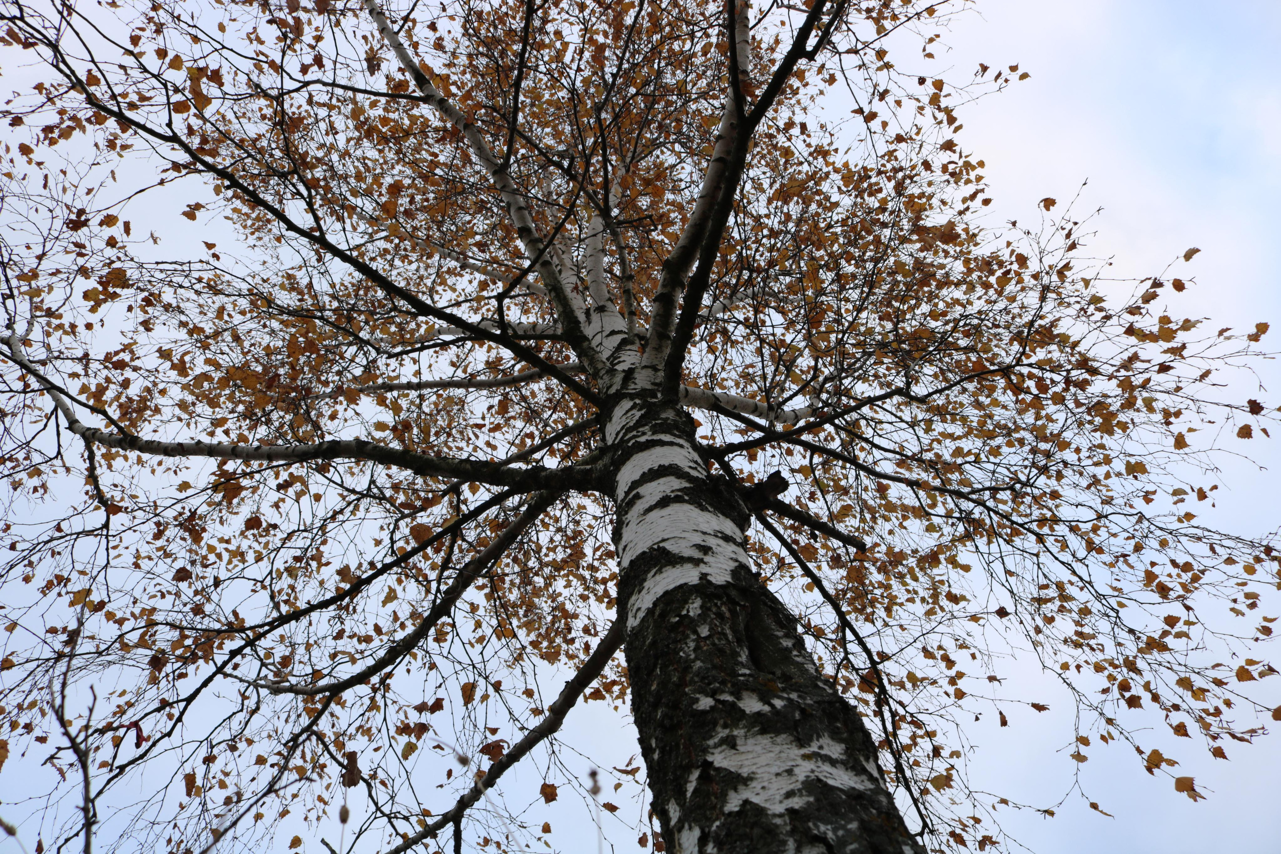 Фотограф Татьяна Марсуверских г. Жуковский, Москва. Репортажные съёмки, фотосессии, фотограф анималист, артфотограф, фотограф пейзажист. Фотограф для маркетплейсов, фотоуслуги в Жуковском Татьяна Марсуверских