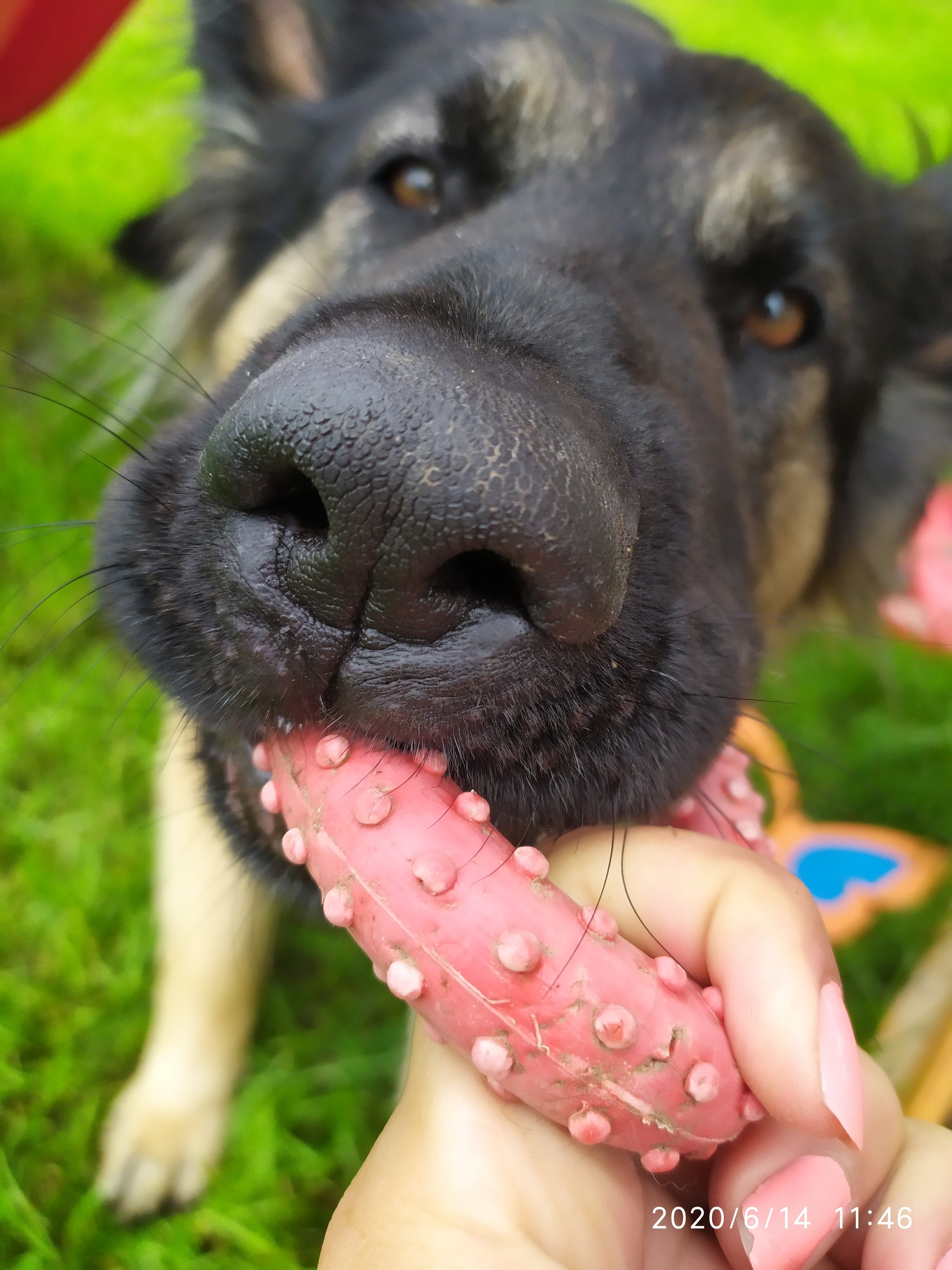 Фотограф Татьяна Марсуверских г. Жуковский, Москва и Мо. Репортажные съёмки, фотосессии,  фотограф анималист, фотосъёмка животных. Фотограф для маркетплейсов, фотоуслуги в Жуковском Татьяна Марсуверских