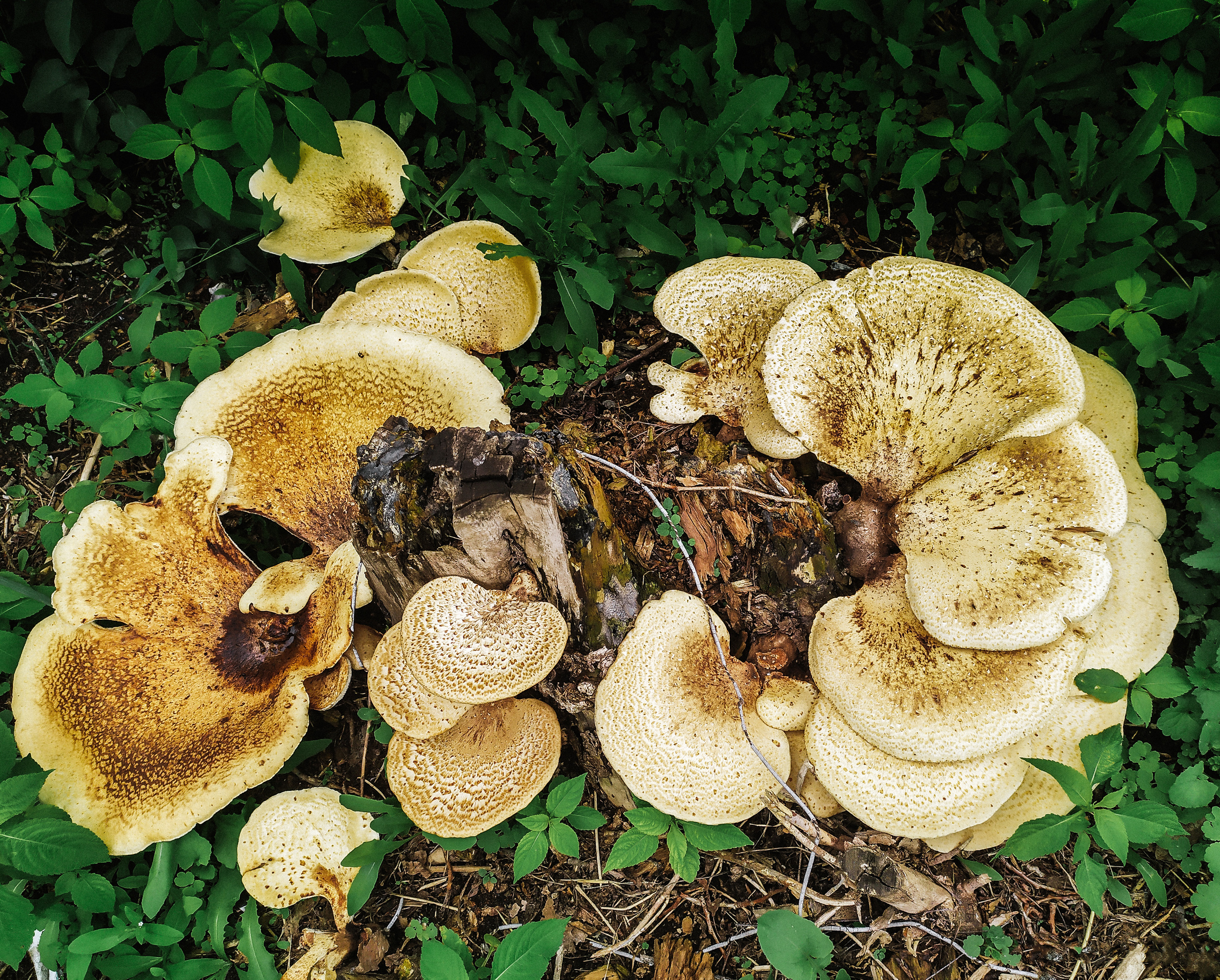 Фотограф Татьяна Марсуверских г. Жуковский, Москва. Репортажные съёмки, фотосессии, фотограф анималист, артфотограф, фотограф пейзажист. Фотограф для маркетплейсов, фотоуслуги в Жуковском Татьяна Марсуверских