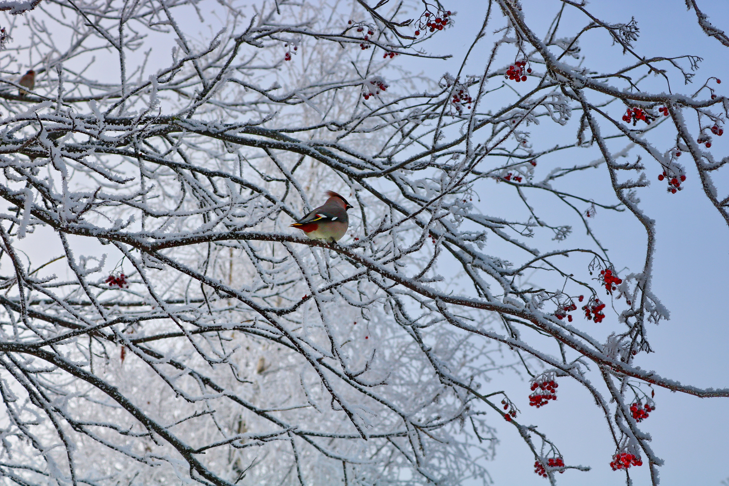 Фотограф Татьяна Марсуверских г. Жуковский, Москва. Репортажные съёмки, фотосессии, фотограф анималист, артфотограф, фотограф пейзажист. Фотограф для маркетплейсов, фотоуслуги в Жуковском Татьяна Марсуверских
