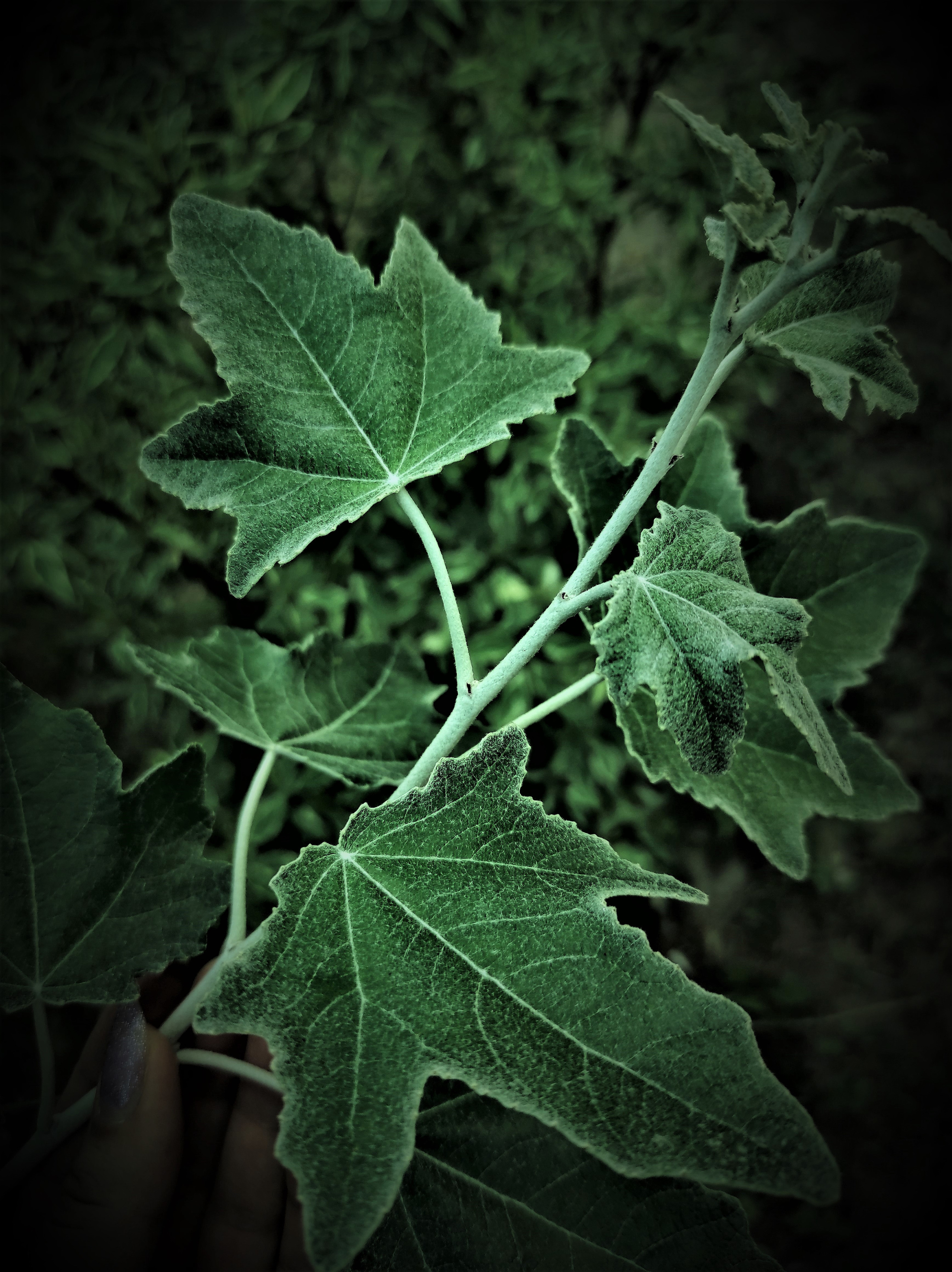 Фотограф Татьяна Марсуверских г. Жуковский, Москва. Репортажные съёмки, фотосессии, фотограф анималист, артфотограф, фотограф пейзажист. Фотограф для маркетплейсов, фотоуслуги в Жуковском Татьяна Марсуверских