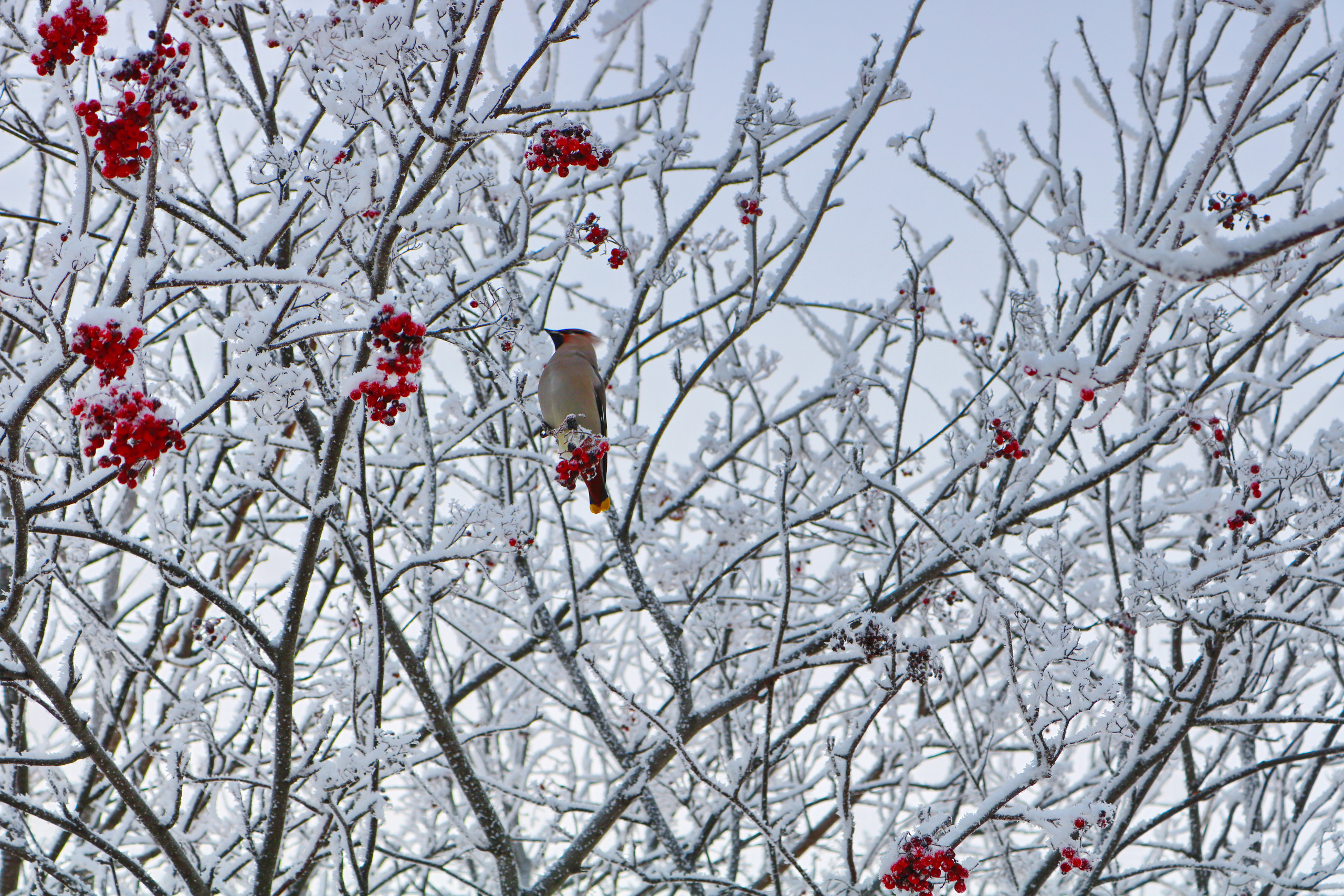 Фотограф Татьяна Марсуверских г. Жуковский, Москва. Репортажные съёмки, фотосессии, фотограф анималист, артфотограф, фотограф пейзажист. Фотограф для маркетплейсов, фотоуслуги в Жуковском Татьяна Марсуверских