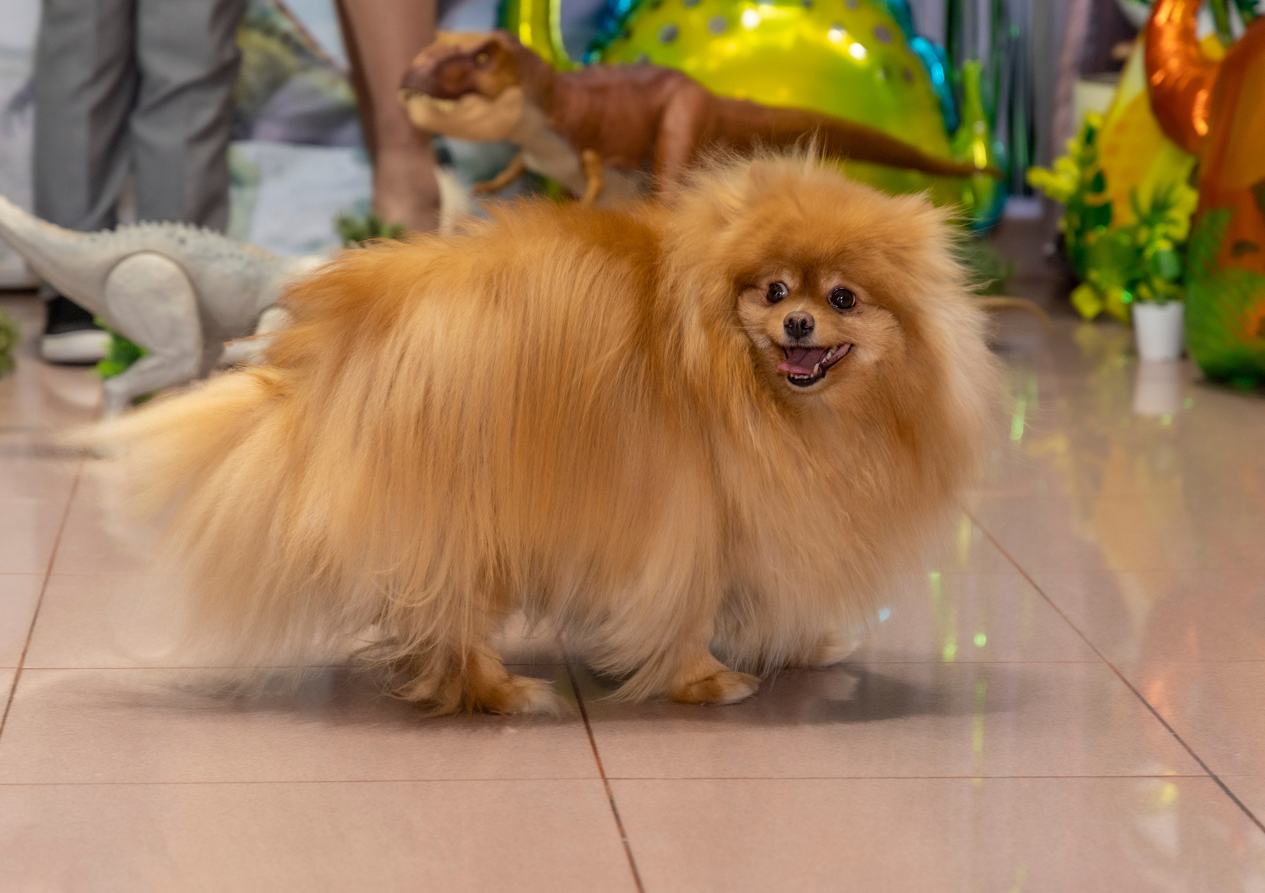 Фотограф Татьяна Марсуверских г. Жуковский, Москва и Мо. Репортажные съёмки, фотосессии,  фотограф анималист, фотосъёмка животных. Фотограф для маркетплейсов, фотоуслуги в Жуковском Татьяна Марсуверских