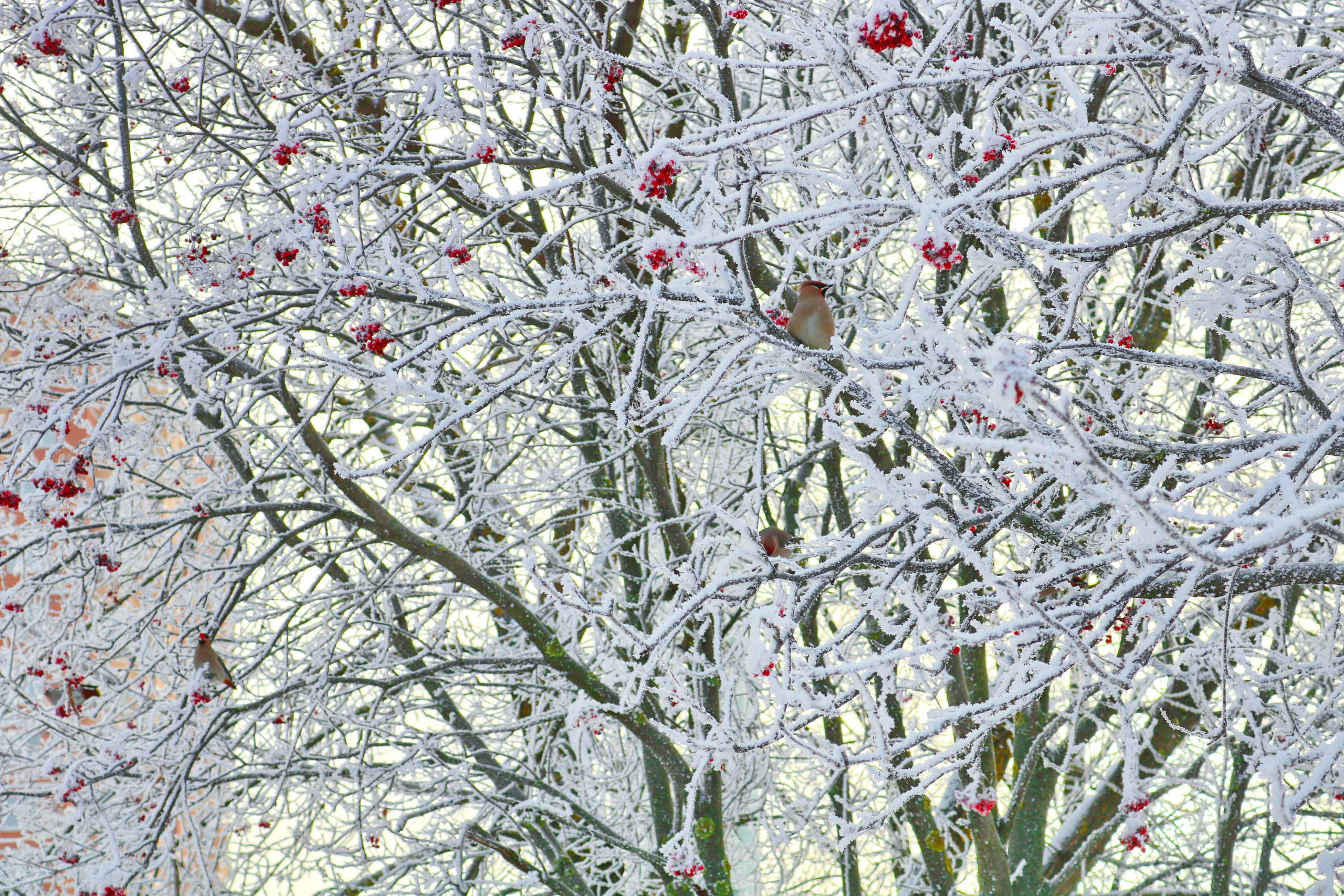 Фотограф Татьяна Марсуверских г. Жуковский, Москва. Репортажные съёмки, фотосессии, фотограф анималист, артфотограф, фотограф пейзажист. Фотограф для маркетплейсов, фотоуслуги в Жуковском Татьяна Марсуверских