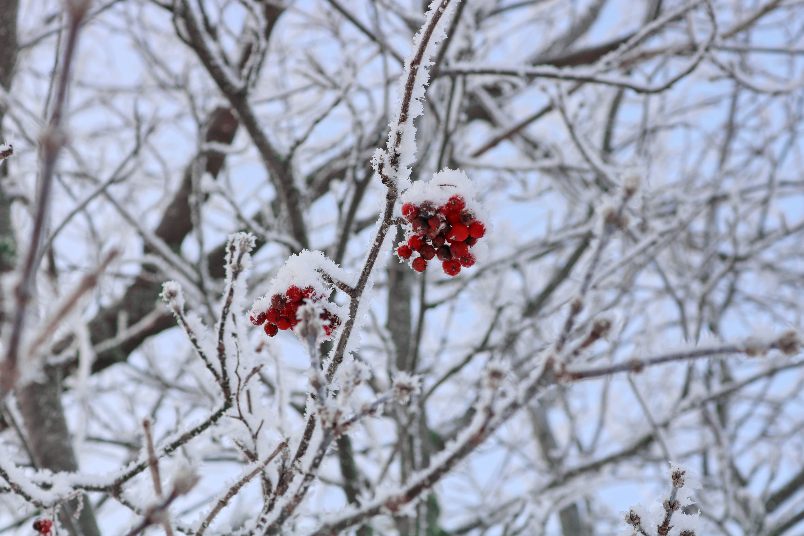 Фотограф Татьяна Марсуверских г. Жуковский, Москва. Репортажные съёмки, фотосессии, фотограф анималист, артфотограф, фотограф пейзажист. Фотограф для маркетплейсов, фотоуслуги в Жуковском Татьяна Марсуверских