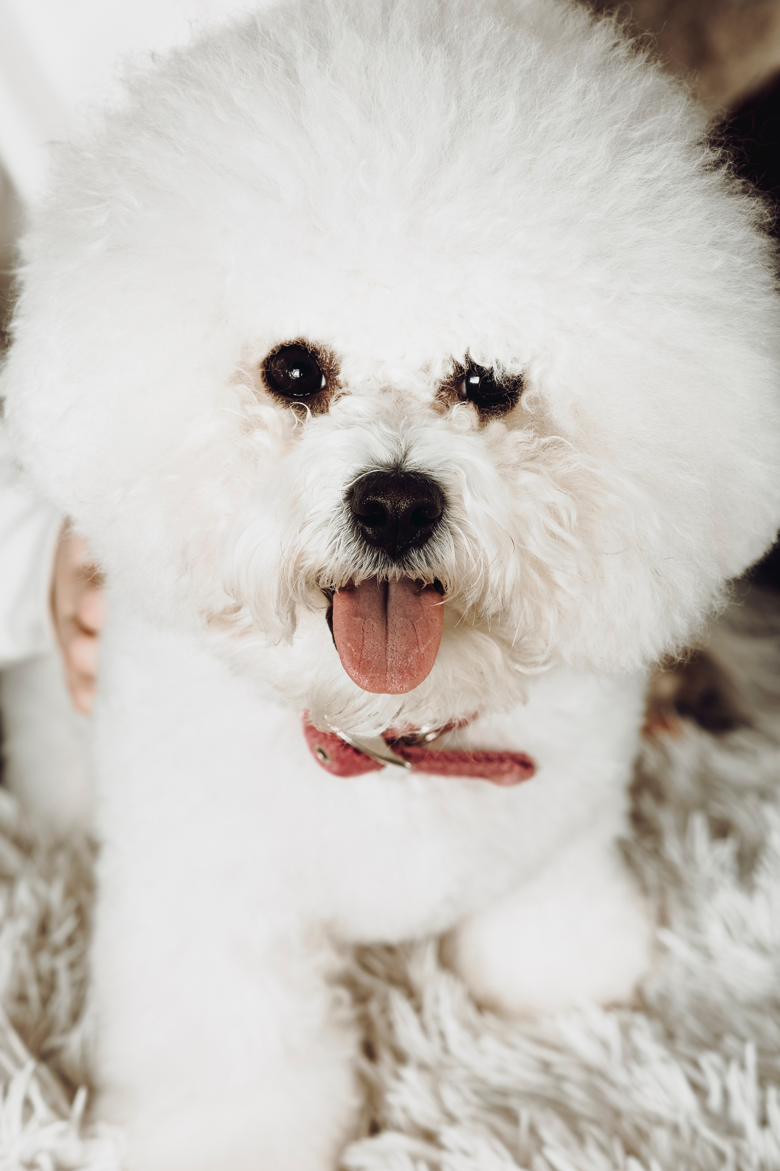 Фотограф Татьяна Марсуверских г. Жуковский, Москва и Мо. Репортажные съёмки, фотосессии,  фотограф анималист, фотосъёмка животных. Фотограф для маркетплейсов, фотоуслуги в Жуковском Татьяна Марсуверских