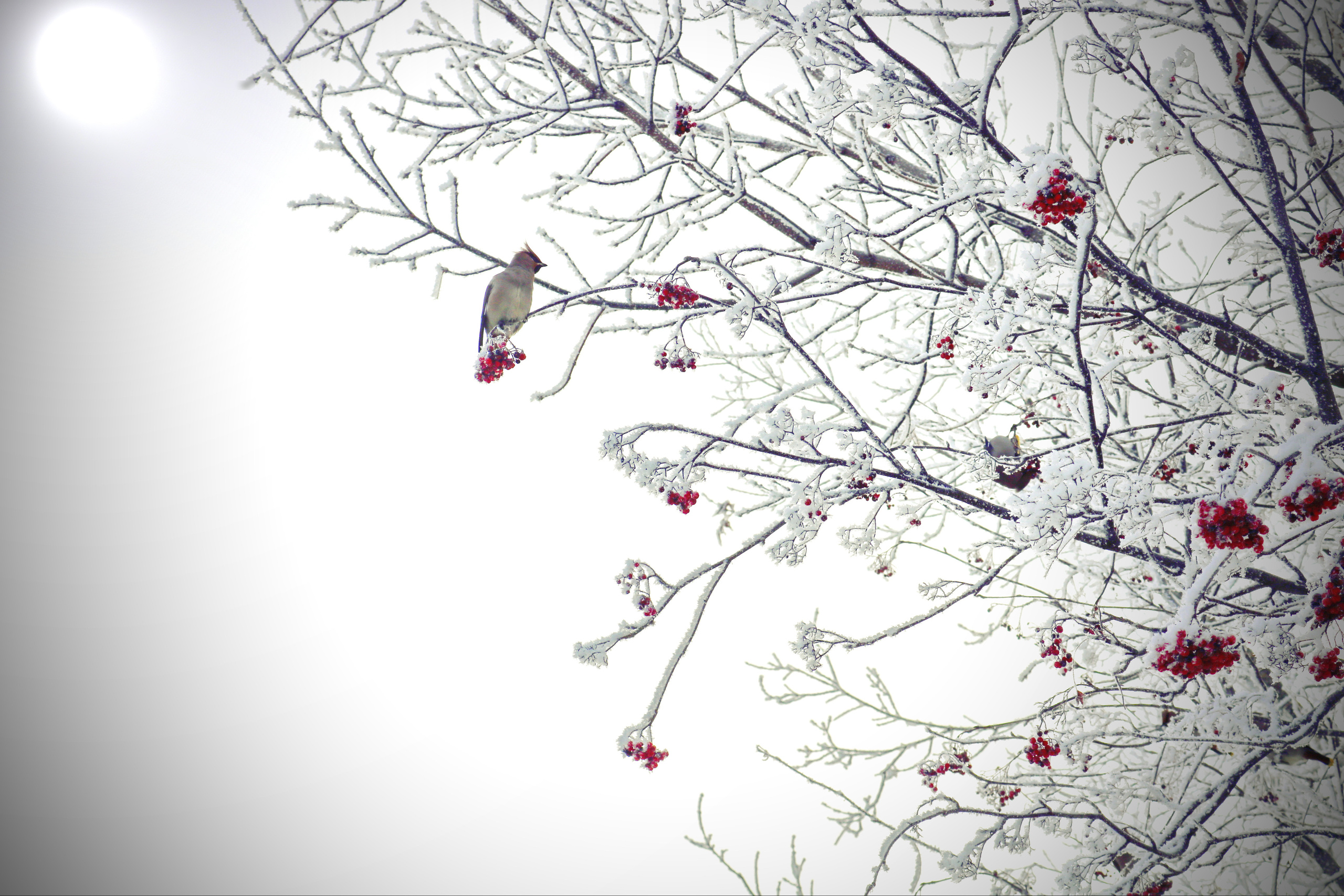 Фотограф Татьяна Марсуверских г. Жуковский, Москва. Репортажные съёмки, фотосессии, фотограф анималист, артфотограф, фотограф пейзажист. Фотограф для маркетплейсов, фотоуслуги в Жуковском Татьяна Марсуверских