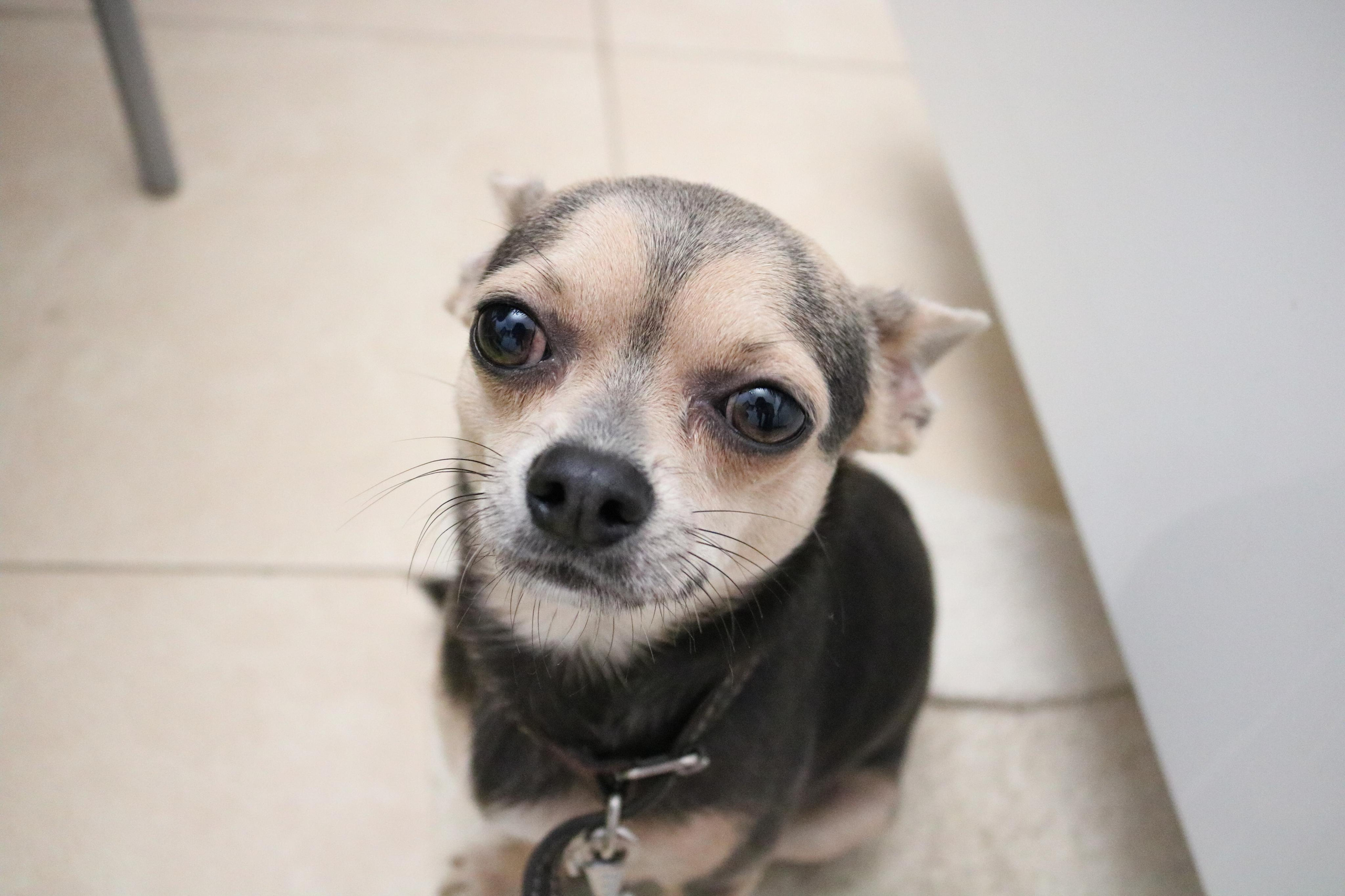 Фотограф Татьяна Марсуверских г. Жуковский, Москва и Мо. Репортажные съёмки, фотосессии,  фотограф анималист, фотосъёмка животных. Фотограф для маркетплейсов, фотоуслуги в Жуковском Татьяна Марсуверских