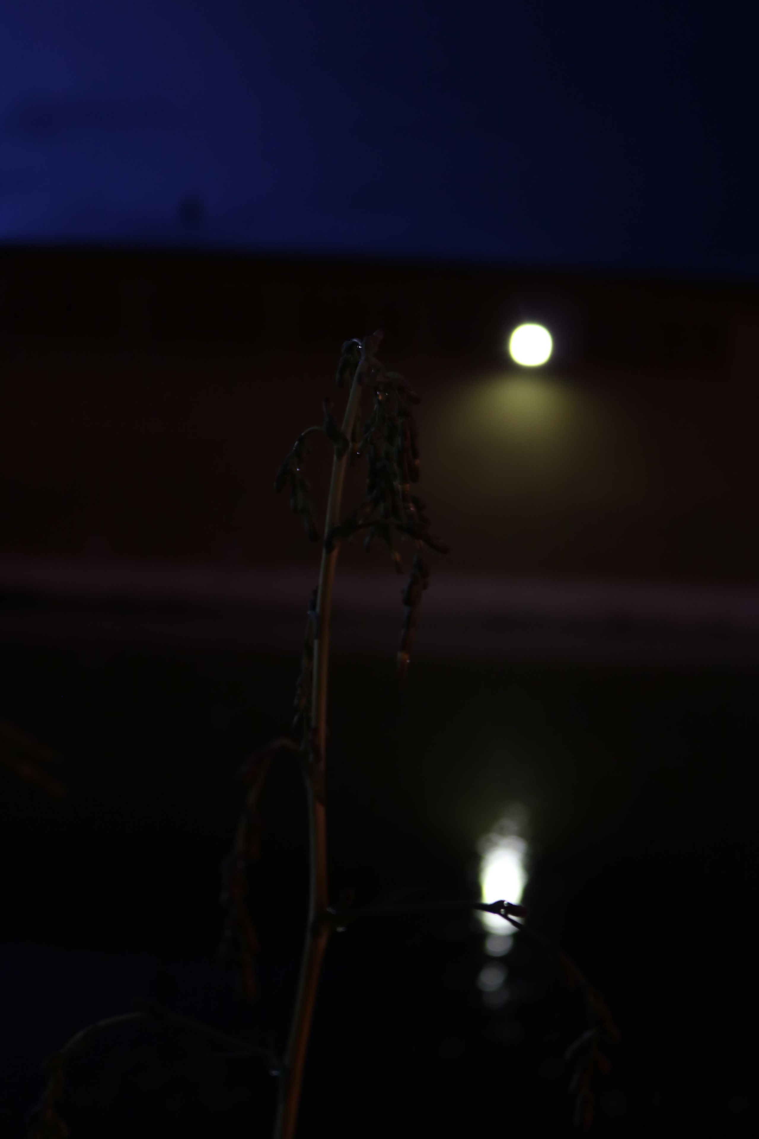 Фотограф Татьяна Марсуверских г. Жуковский, Москва. Репортажные съёмки, фотосессии, фотограф анималист, артфотограф, фотограф пейзажист. Фотограф для маркетплейсов, фотоуслуги в Жуковском Татьяна Марсуверских