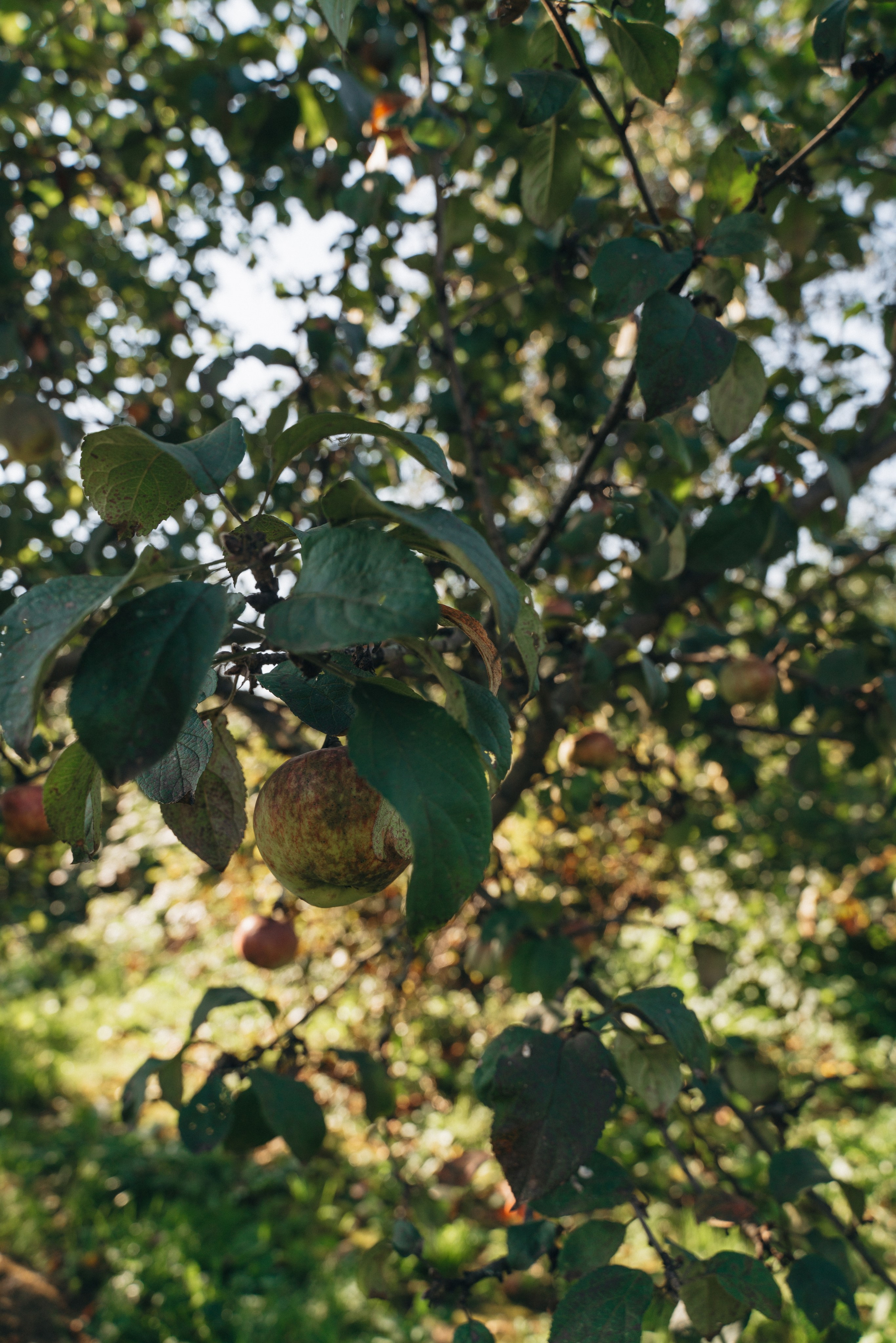 МАЙЯ🤍. FotoTanya. Раменское/Жуковский/Бронницы