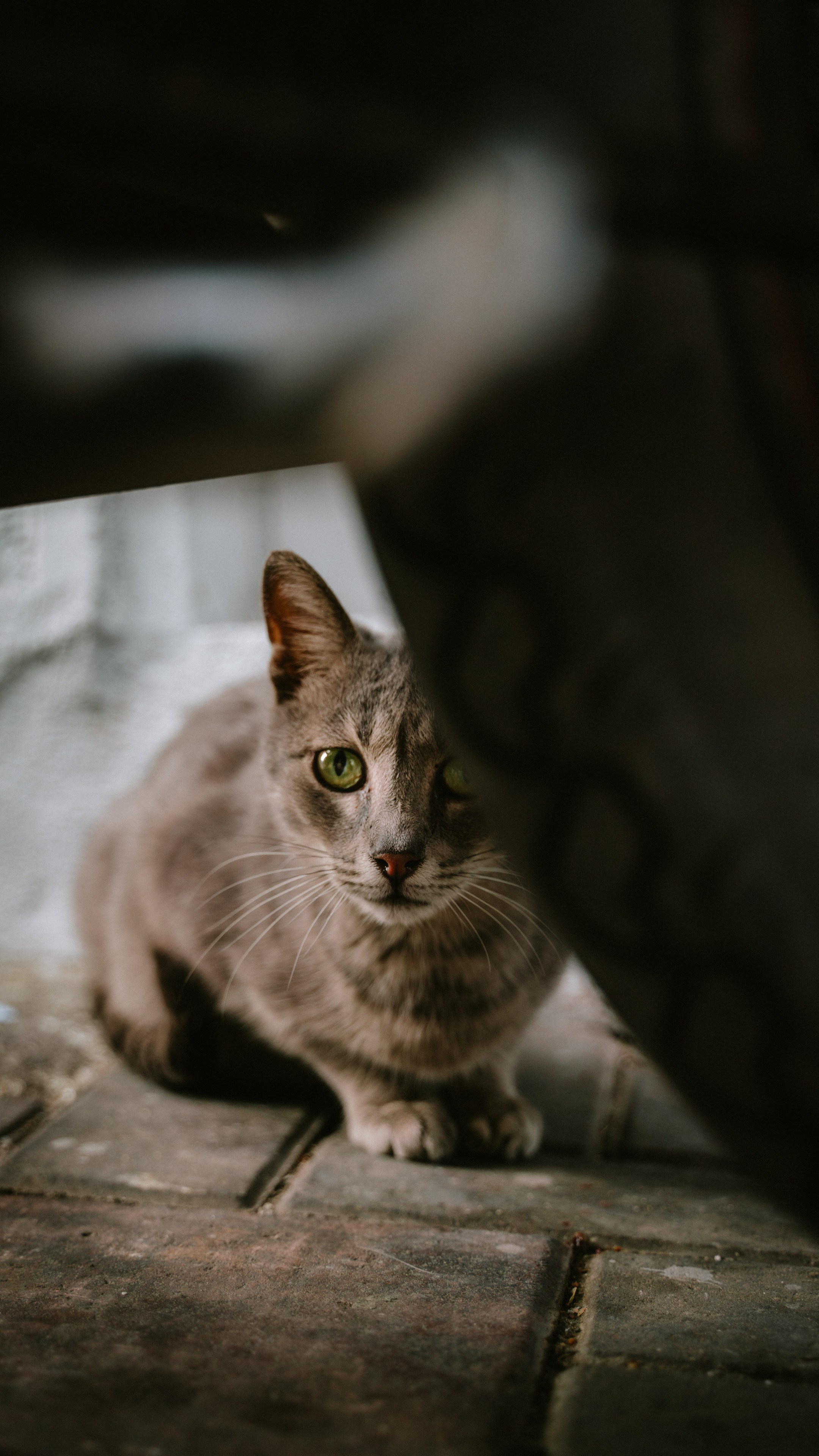 Кошки. Фотографии Дмитрия Захаренко