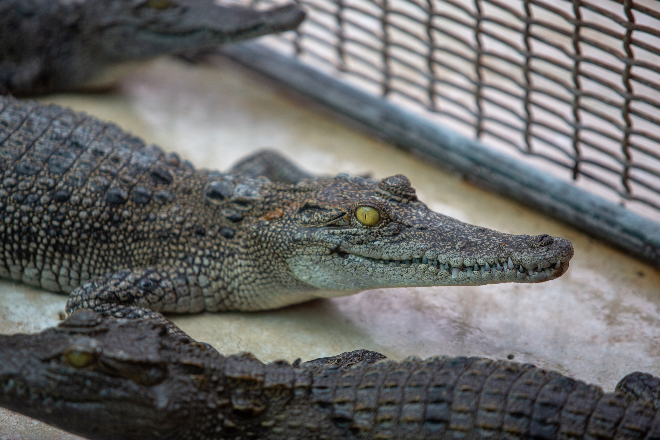 Samut Prakan Crocodile Farm & Zoo. Photographer Sonkina Tatiana (Tanya Ash)