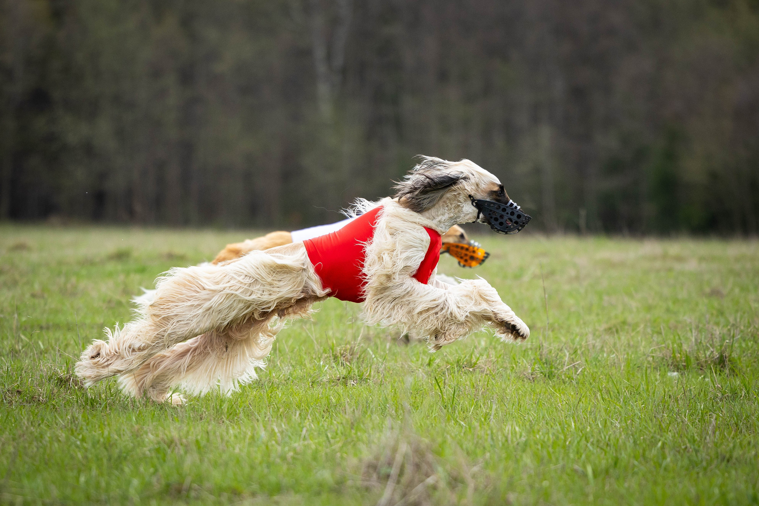 Курсинг. Фотограф Анималист в Перми Анастасия Остерман
