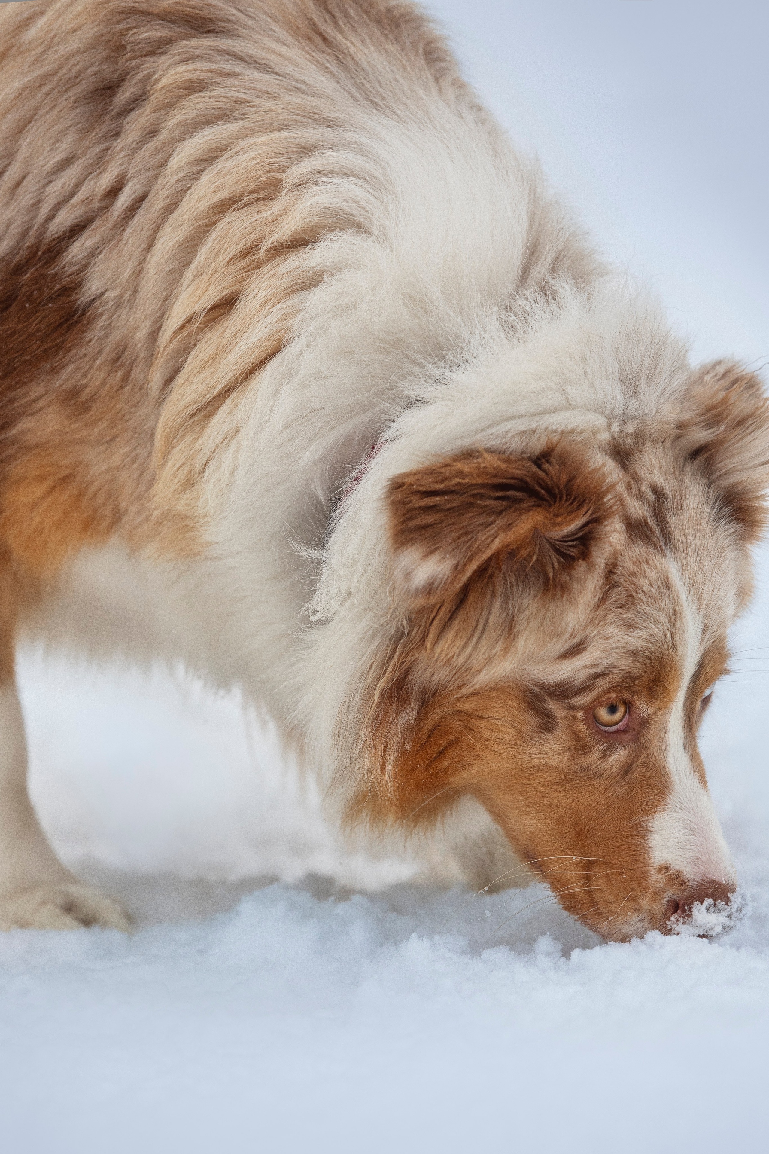 Настя, Игорь, Тесс и Марс. Фотограф анималист в Москве Майорова Евгения