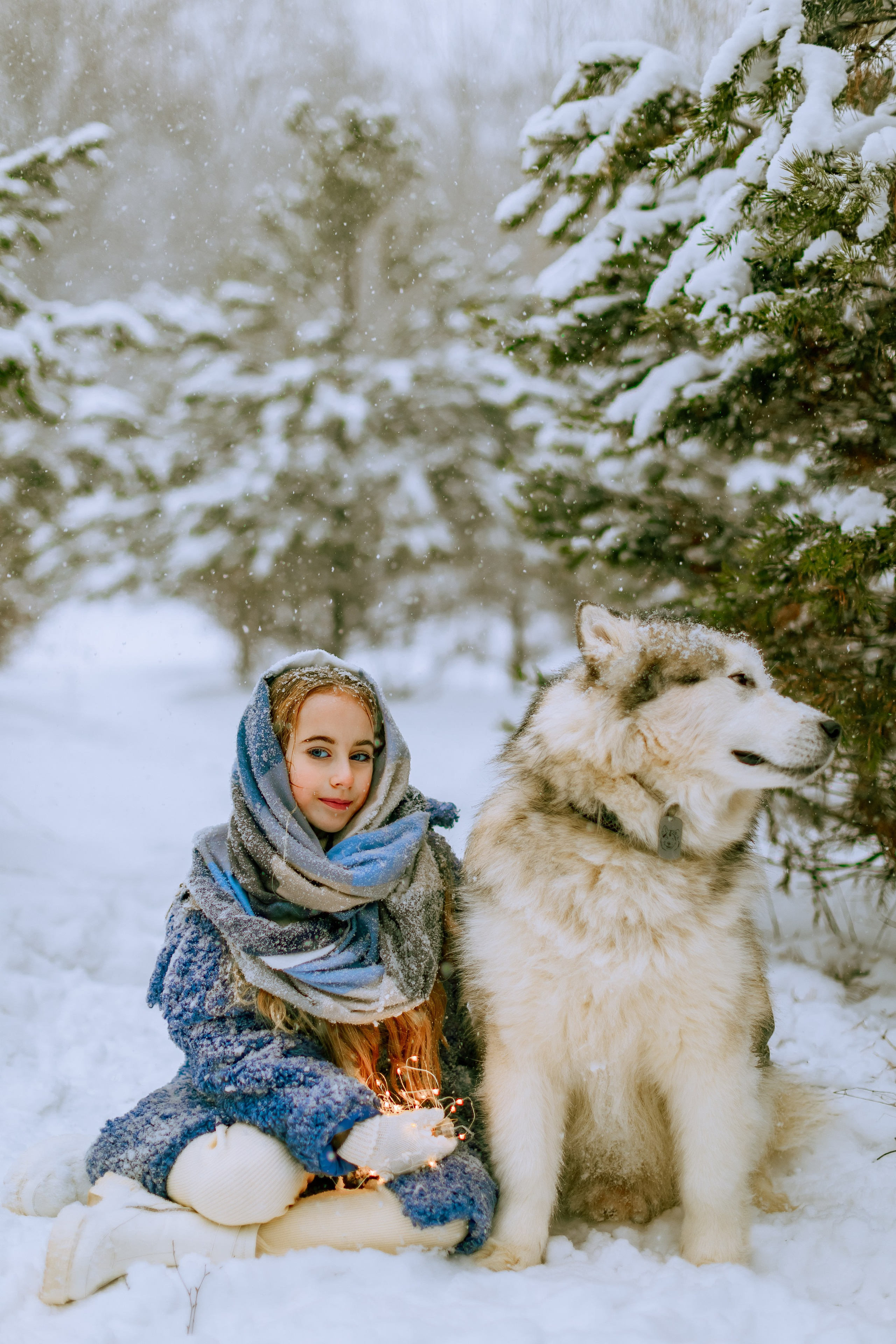 София и аляскинский маламут. Фото и видео Москва, Московский. Свадебный фотограф, видеограф, фотосессии, видеосъемка