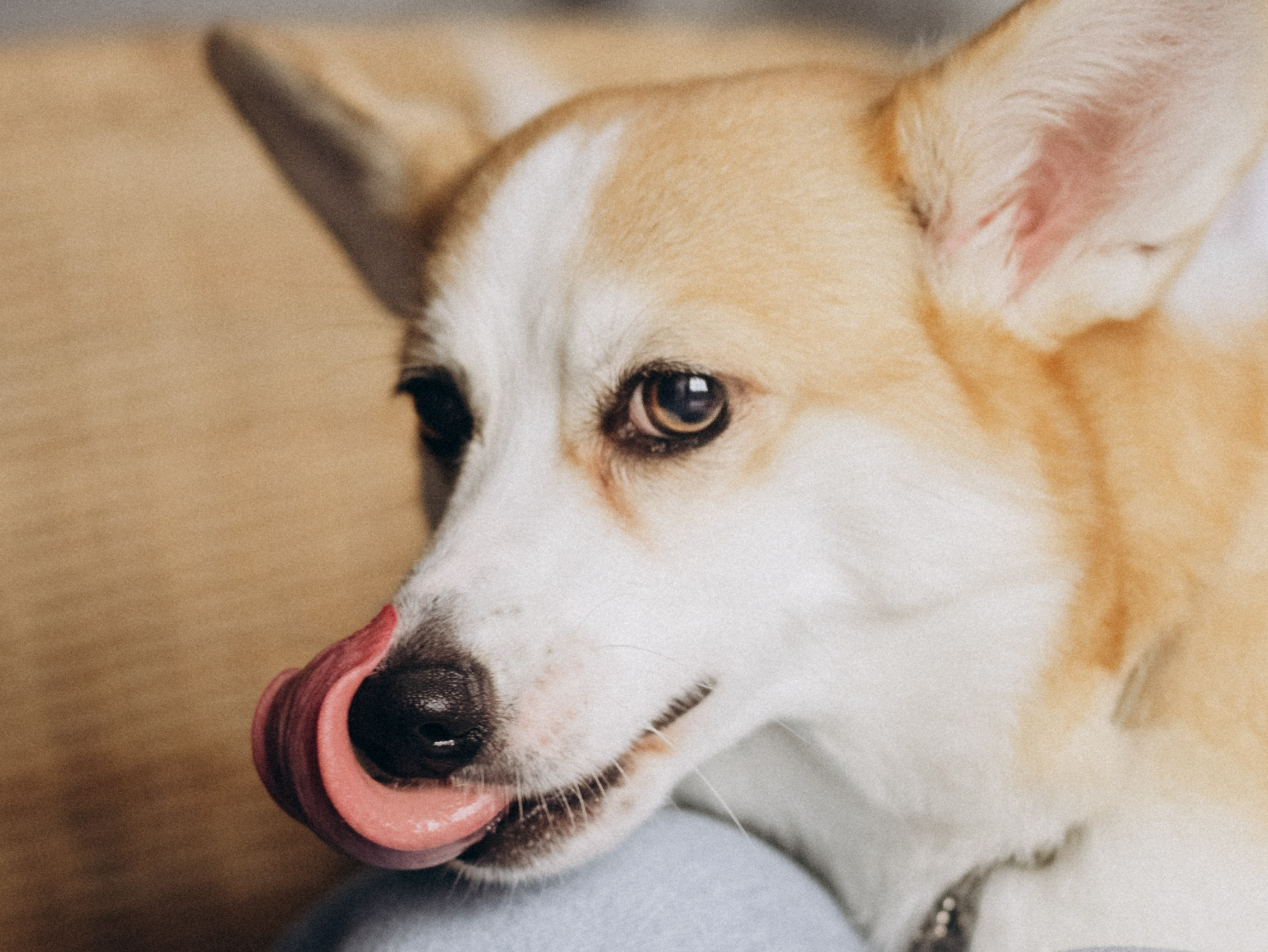 Оливка и Ника. Фотограф-анималист в Москве Кириллова Татьяна