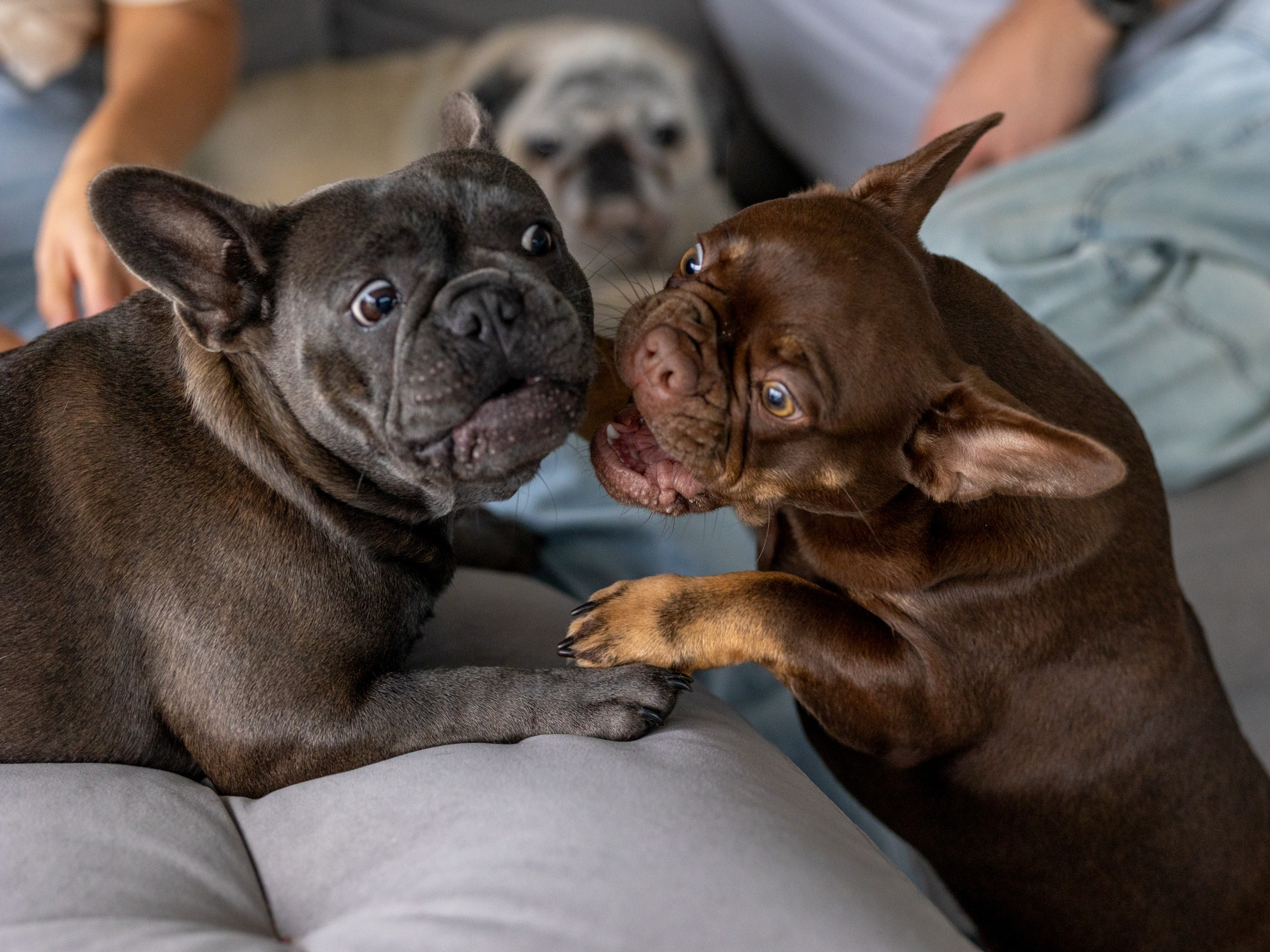 Семейный завтрак. Фотограф-анималист в Москве Кириллова Татьяна