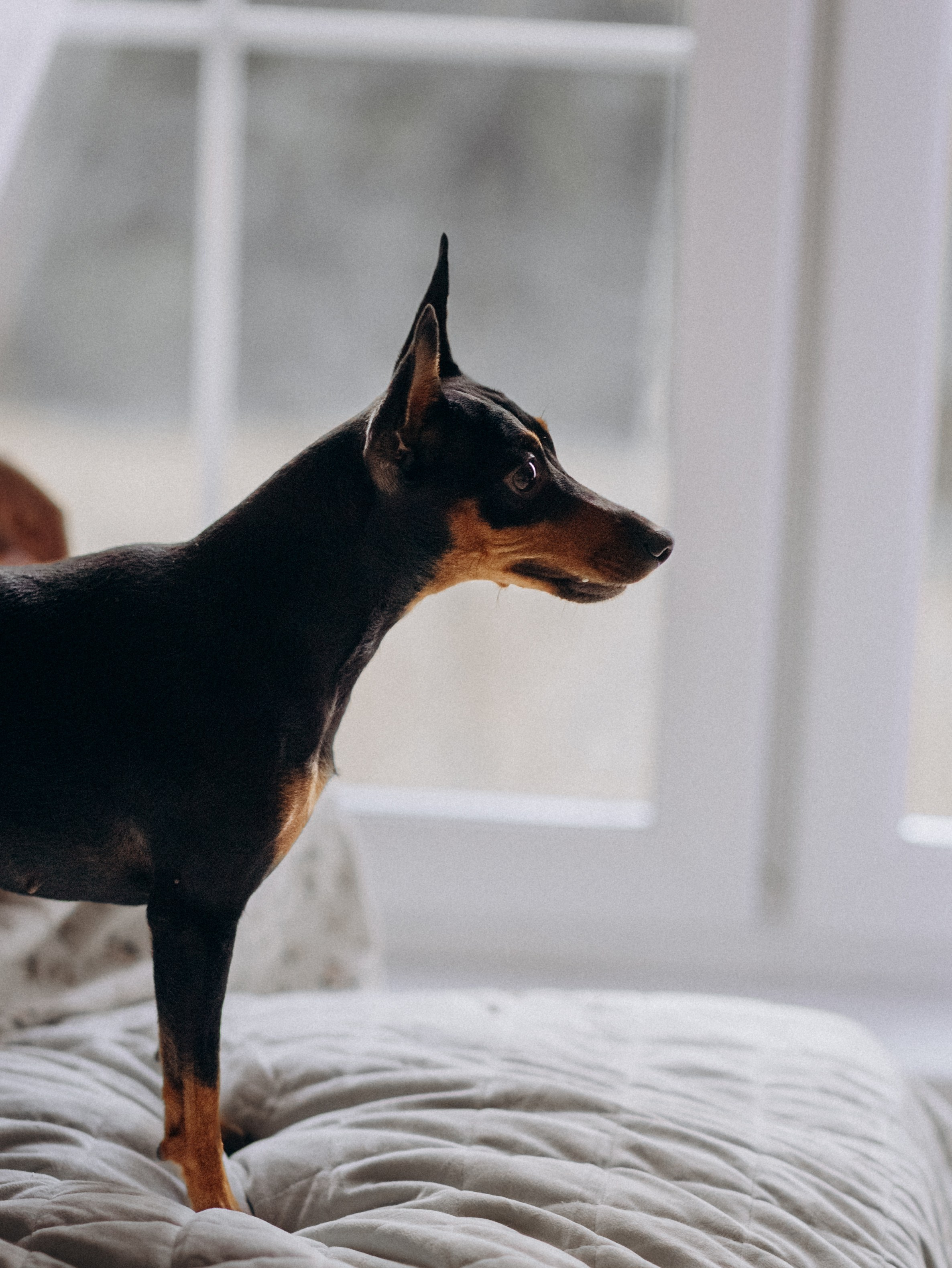 Теплая осень. Фотограф-анималист в Москве Кириллова Татьяна