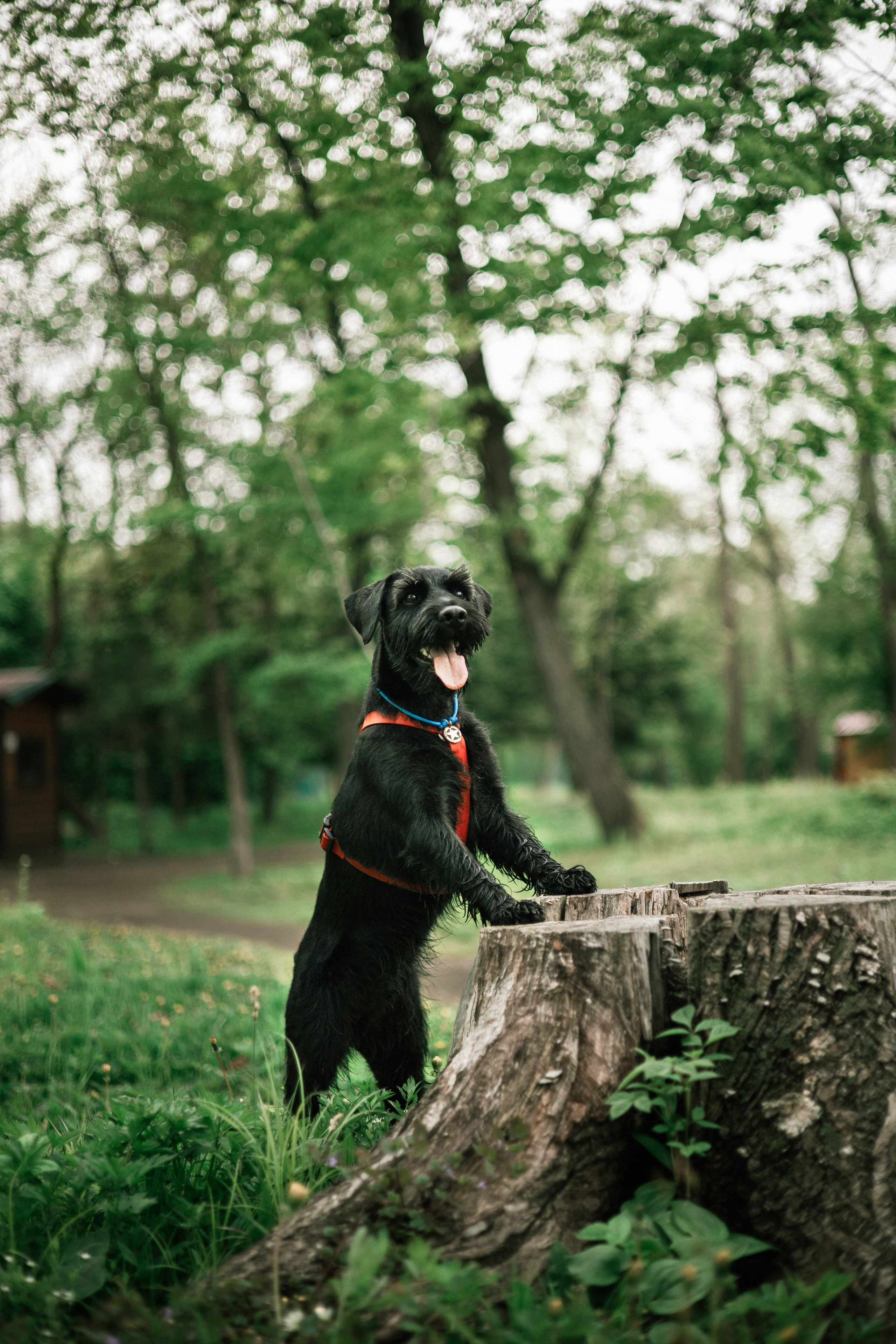Екатерина и Вольт. Фотограф — анималист Владивосток, Алина