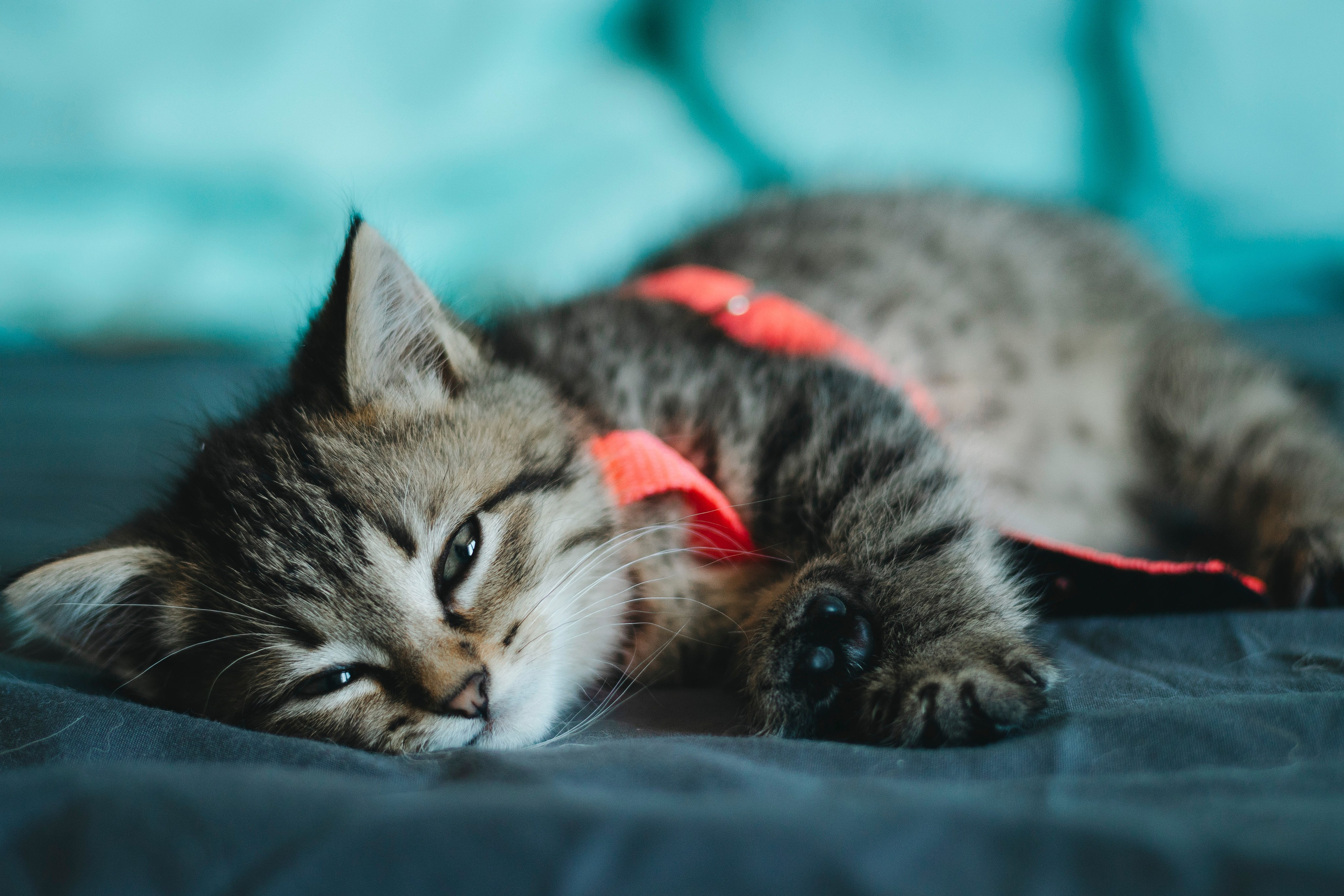 Котики. Фотограф в Москве (анималистика, коммерция, репортаж, спорт)
