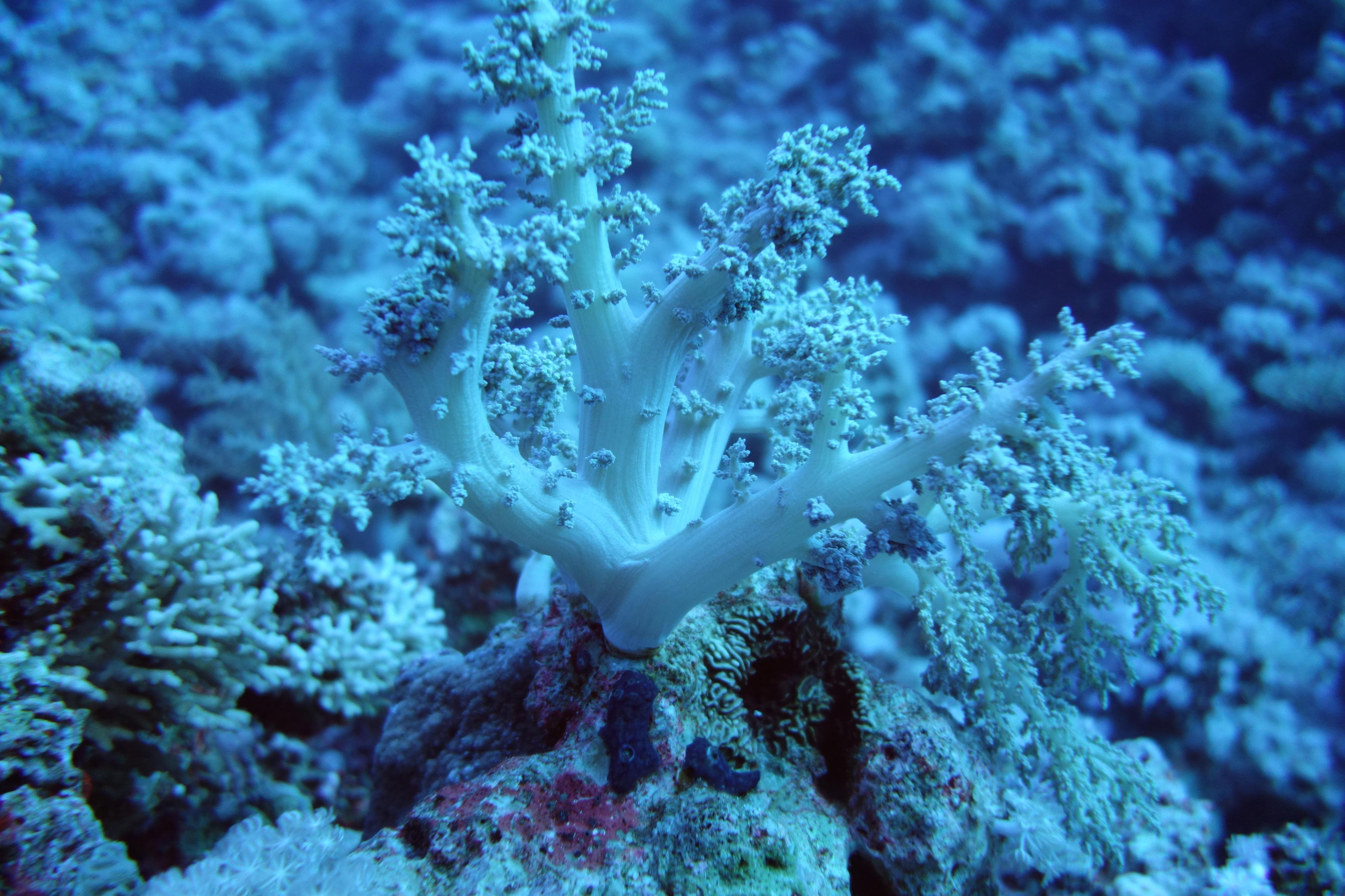 Дайв-сафари, wreck-diving, 2018 г. Дайвинг-клуб «Капитан Морган», Беларусь