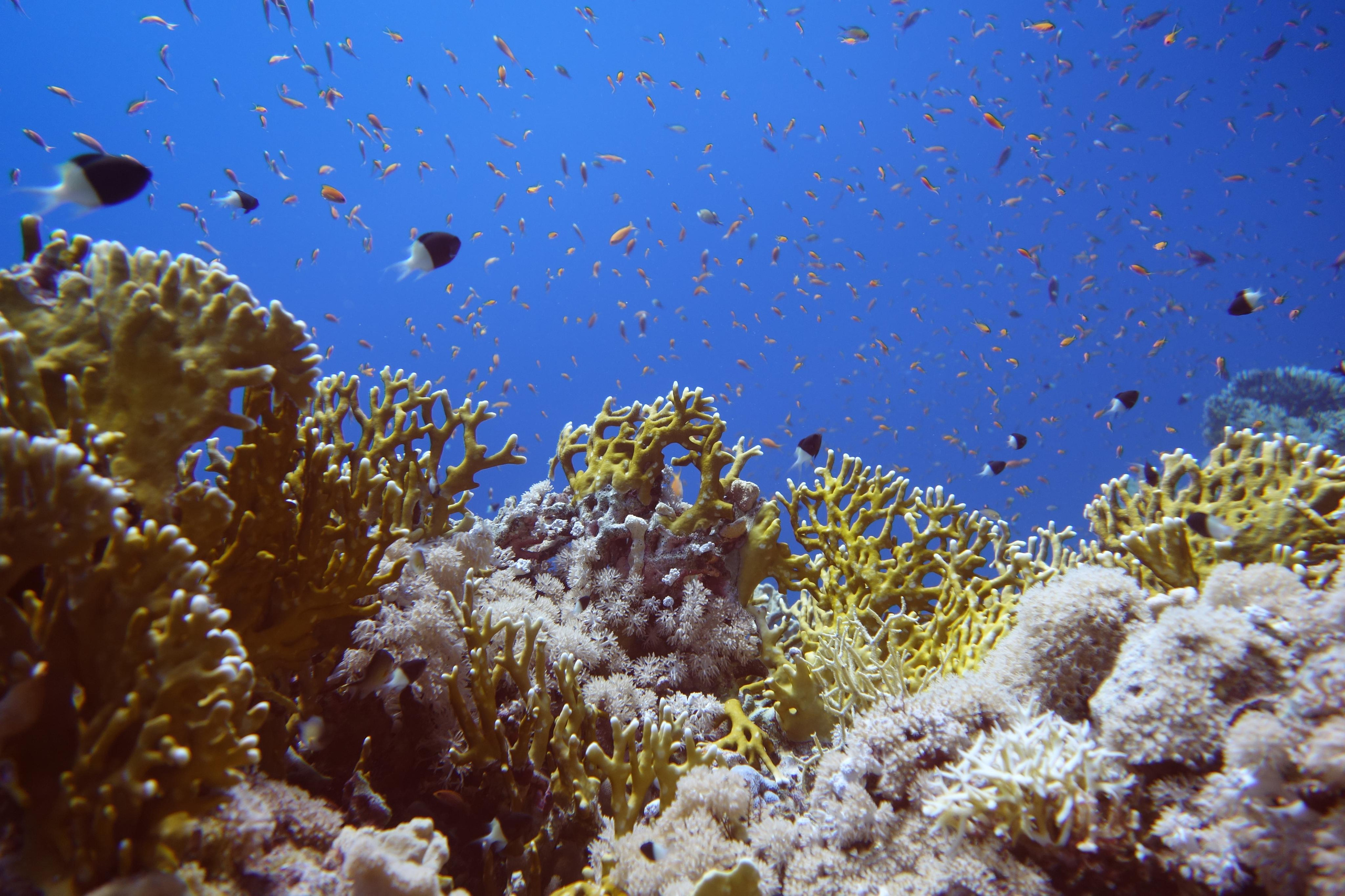 Дайв-сафари, wreck-diving, 2018 г. Дайвинг-клуб «Капитан Морган», Беларусь