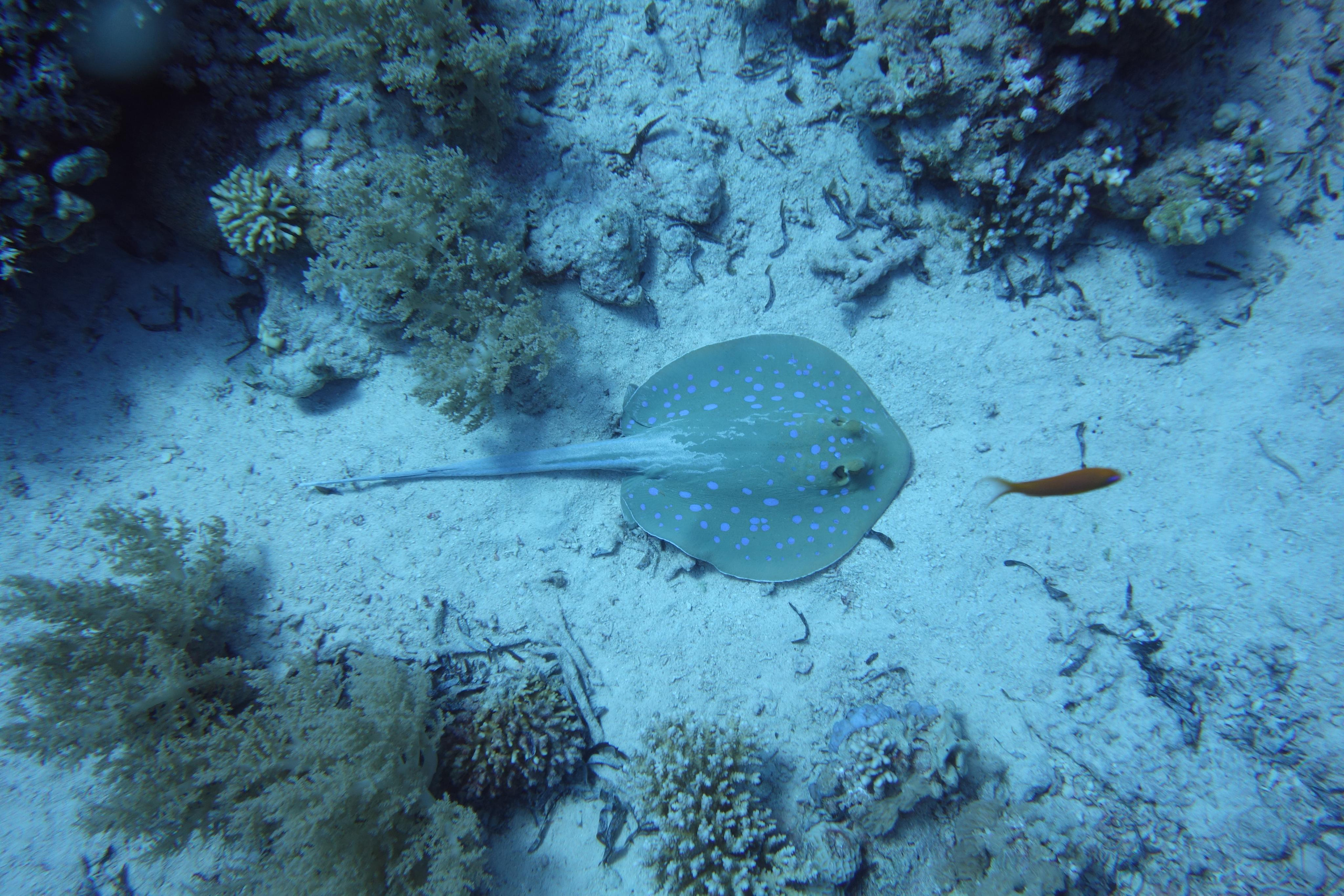 Дайв-сафари, wreck-diving, 2018 г. Дайвинг-клуб «Капитан Морган», Беларусь