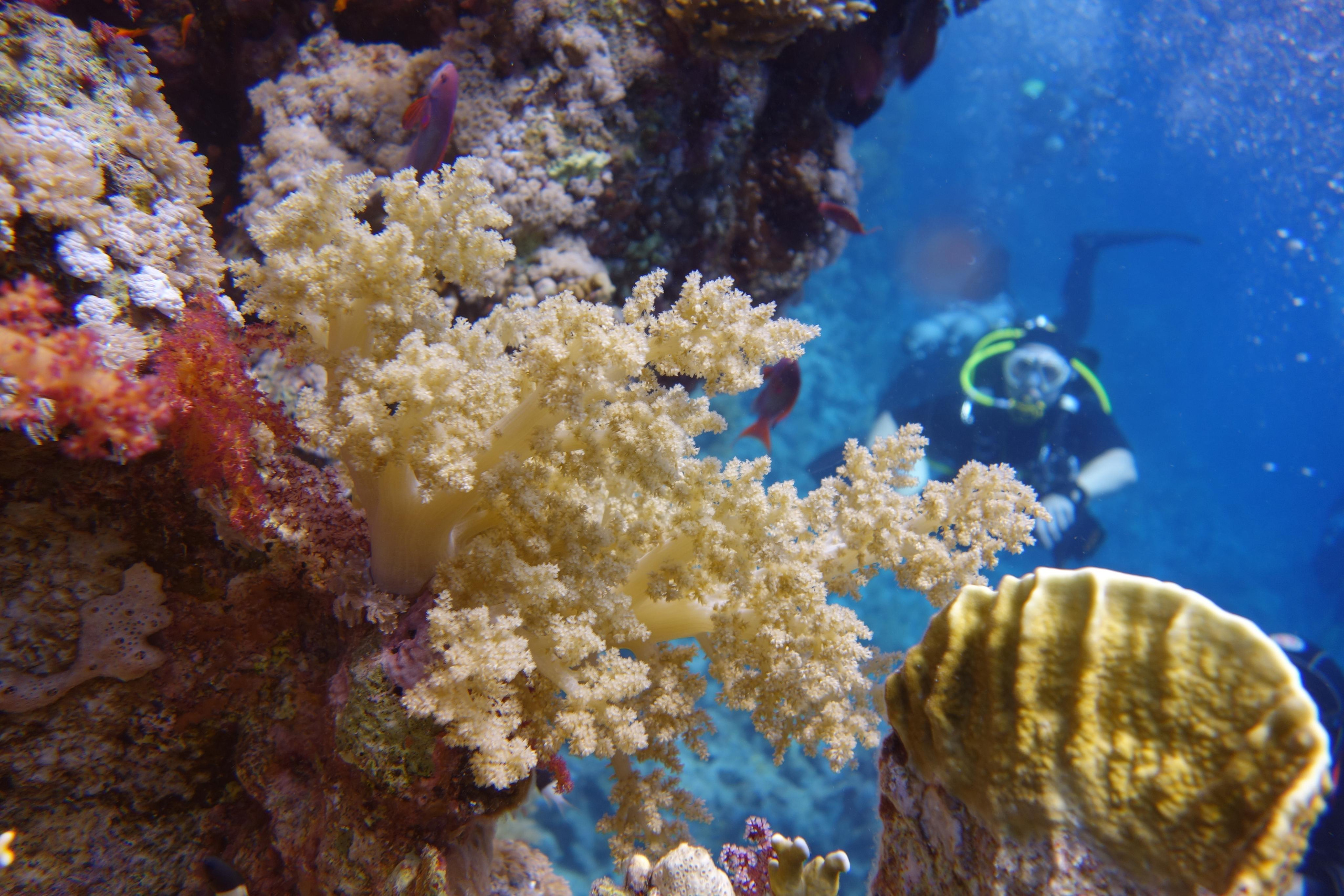 Дайв-сафари, wreck-diving, 2018 г. Дайвинг-клуб «Капитан Морган», Беларусь