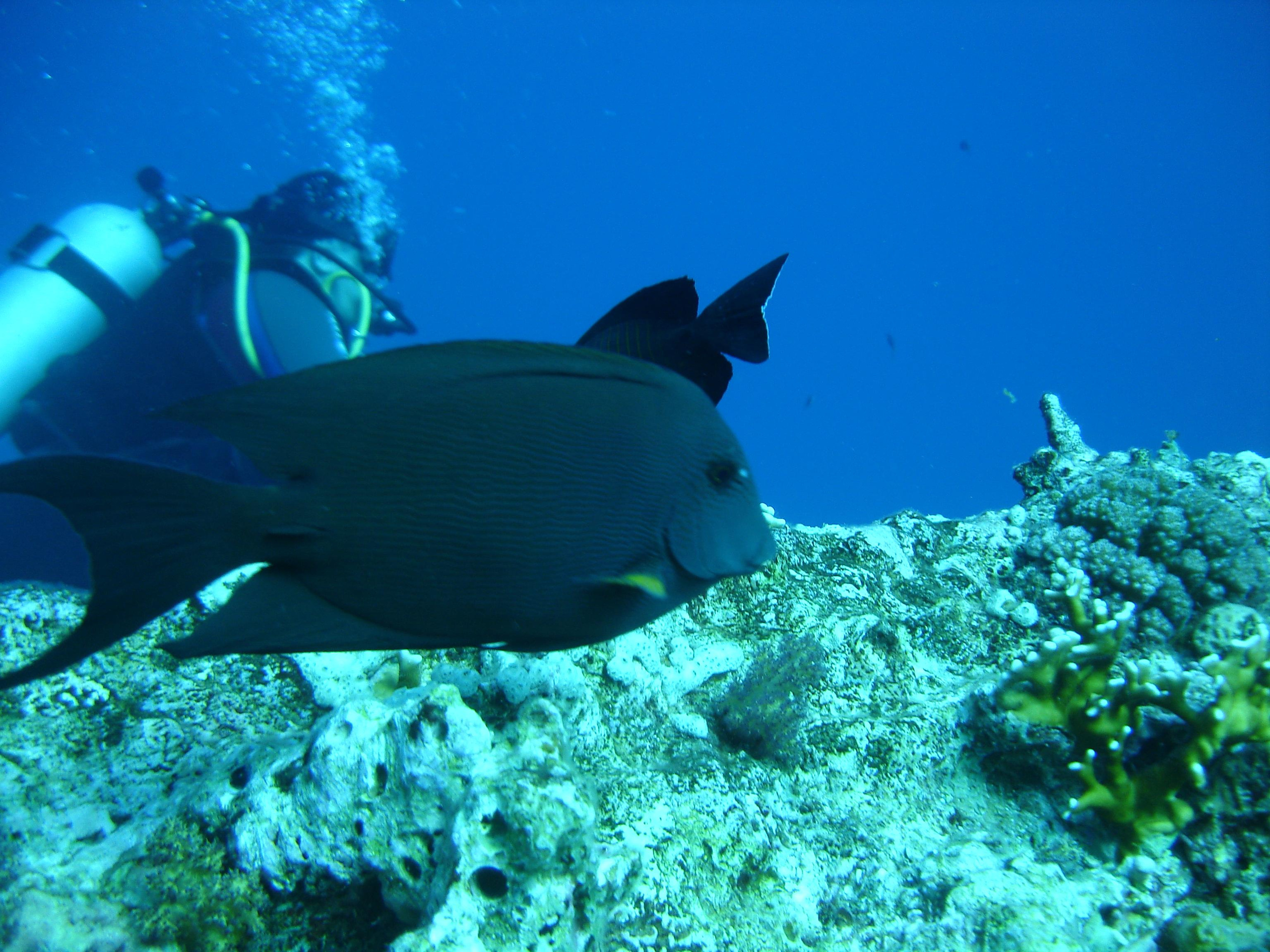 Дайв-сафари Black Pearl. Дайвинг-клуб «Капитан Морган», Беларусь