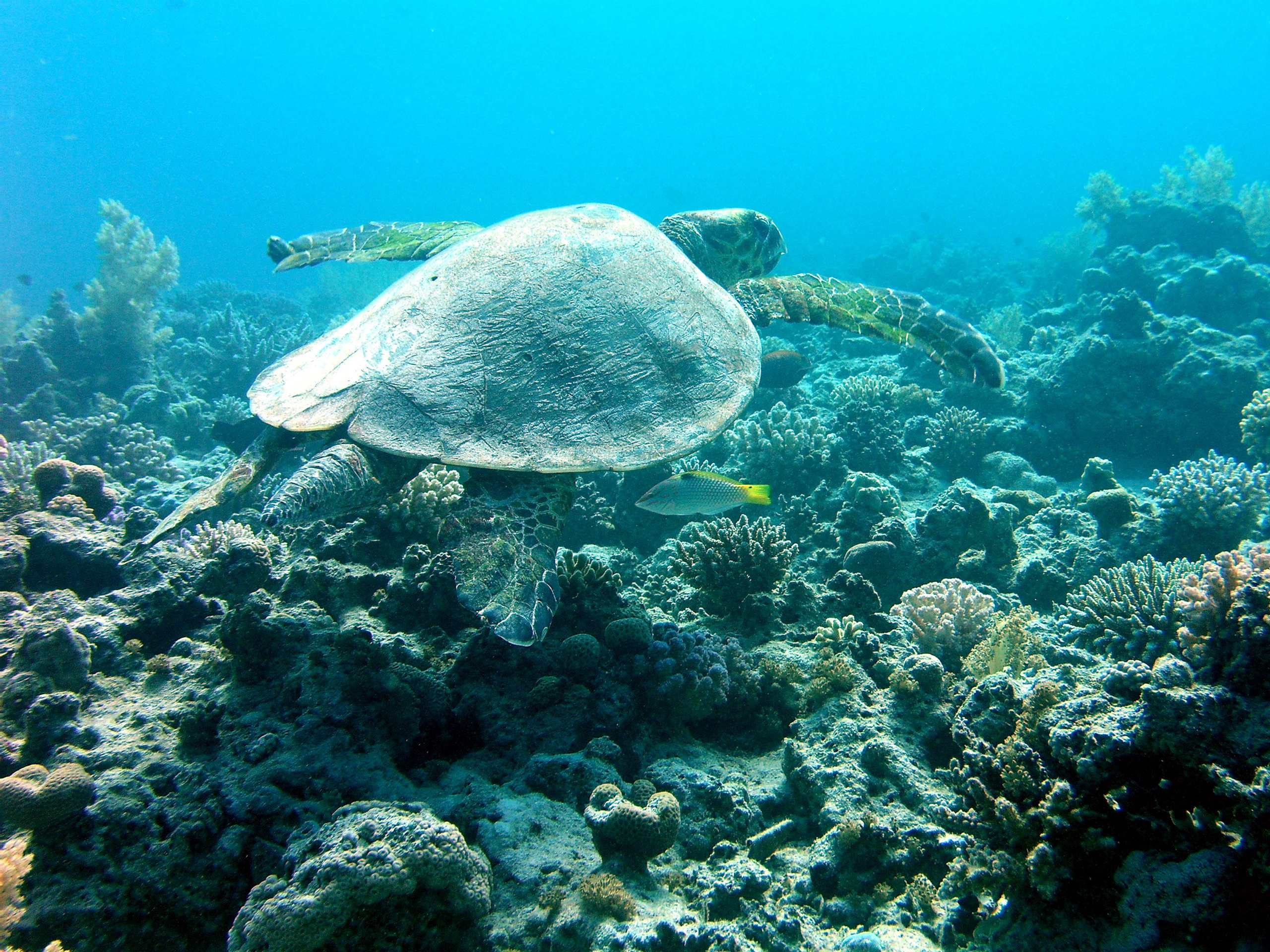 Дайв-сафари, wreck-diving. Дайвинг-клуб «Капитан Морган», Беларусь