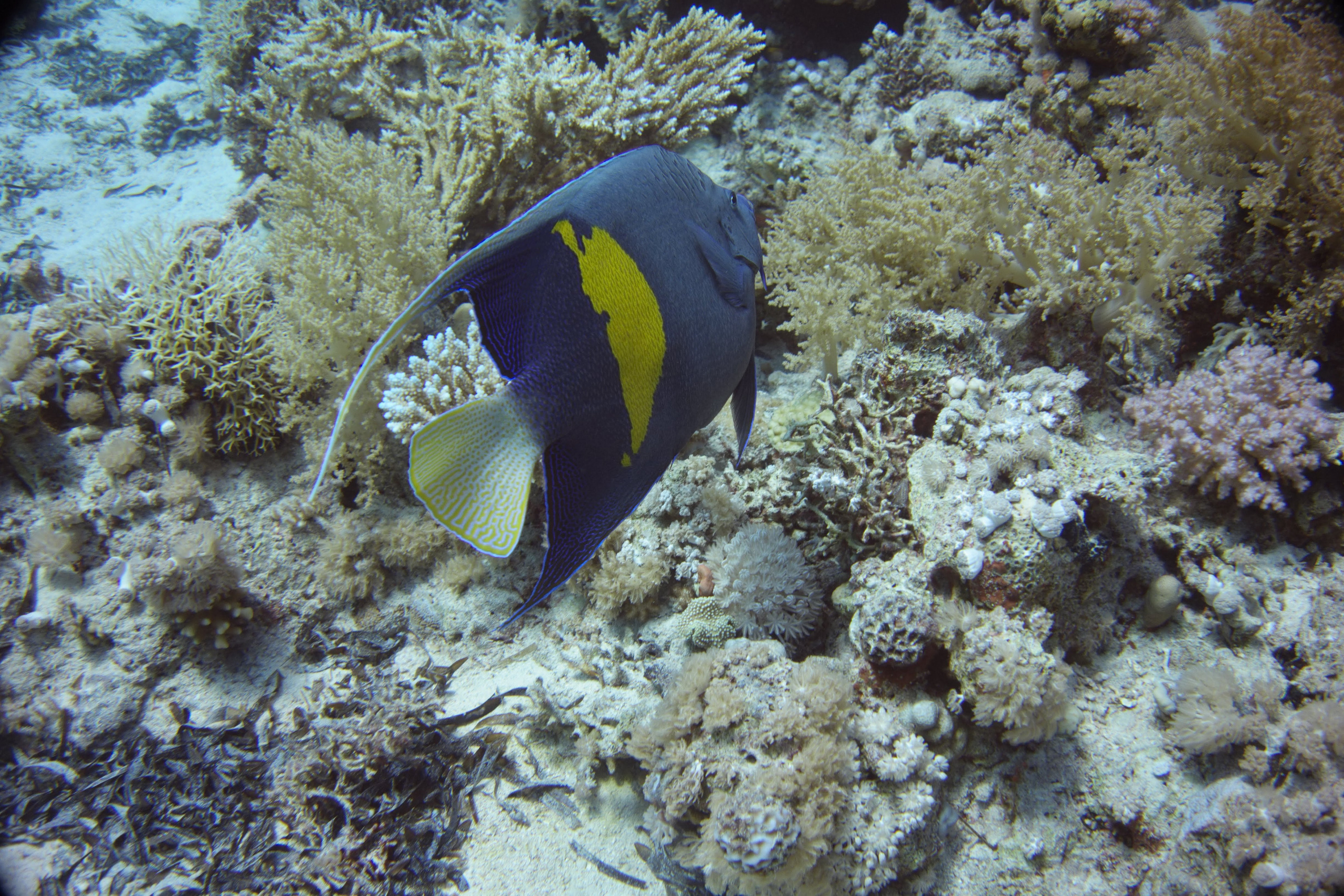 Дайв-сафари, wreck-diving, 2018 г. Дайвинг-клуб «Капитан Морган», Беларусь