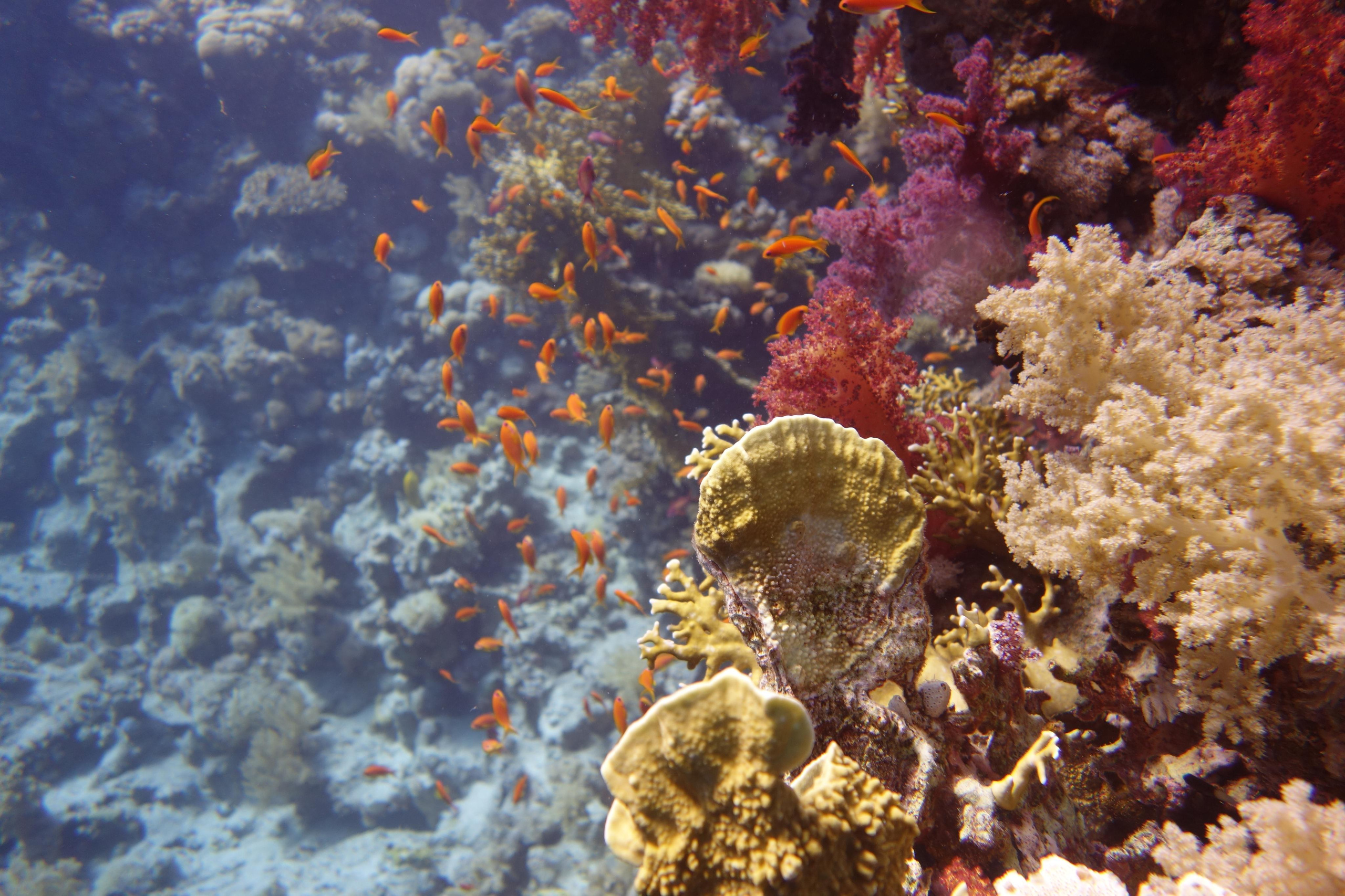 Дайв-сафари, wreck-diving, 2018 г. Дайвинг-клуб «Капитан Морган», Беларусь