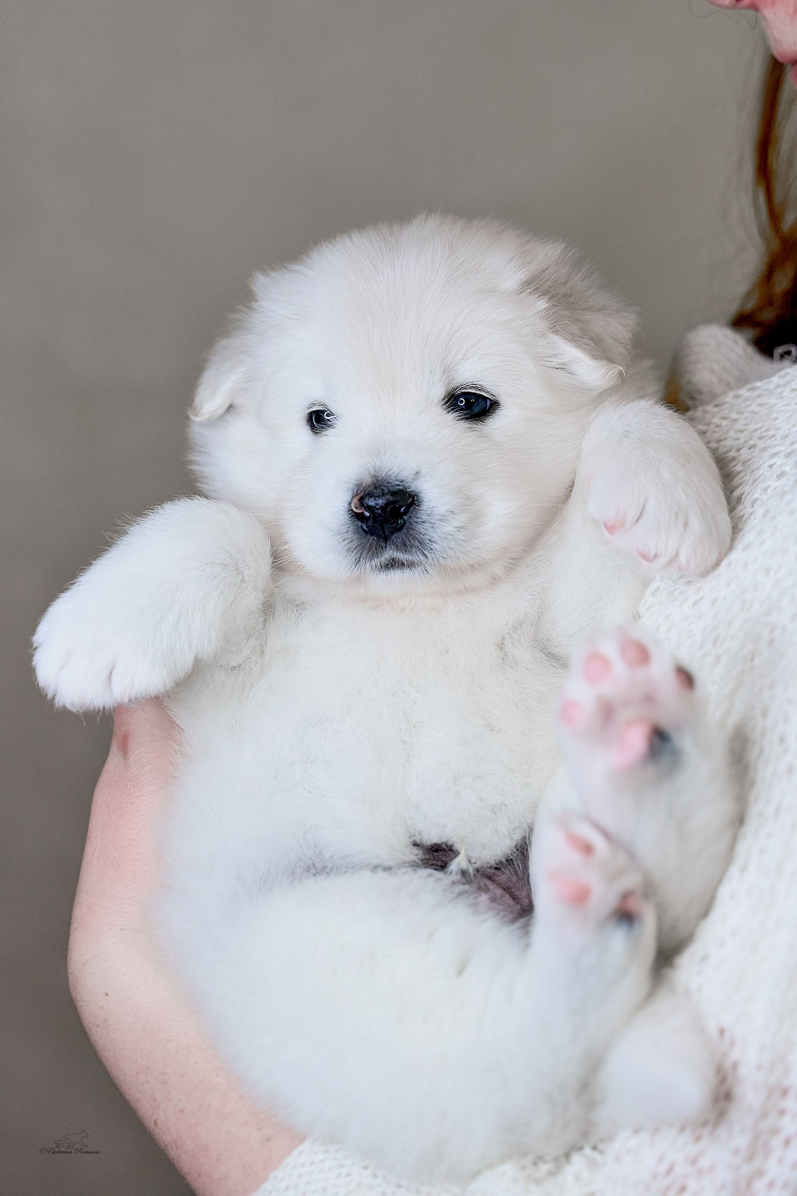 Самоедики. Фотограф-анималист в Иркутске