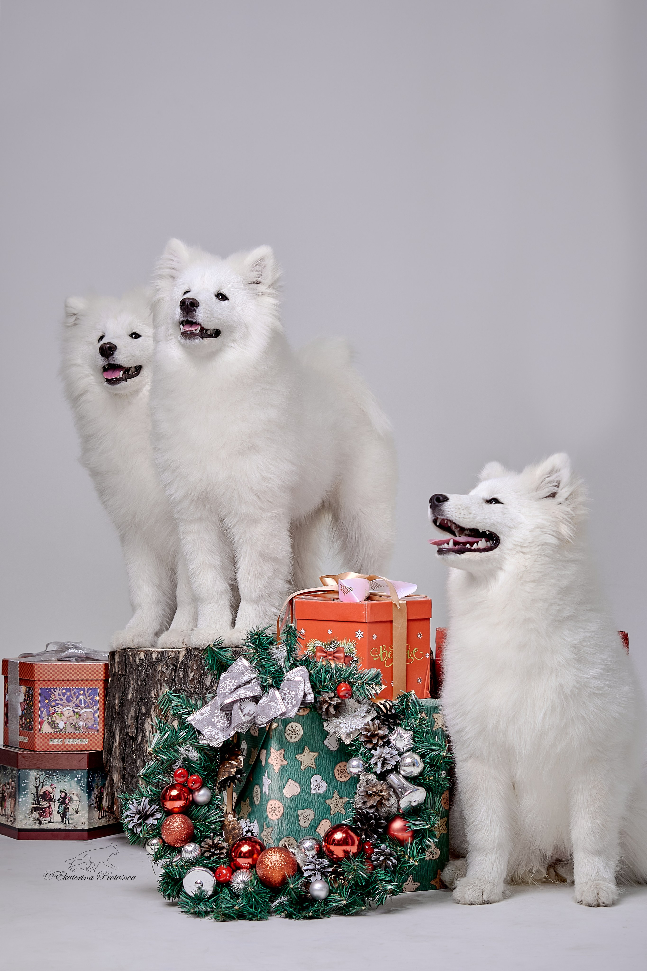 Новогоднее. Фотограф-анималист в Иркутске